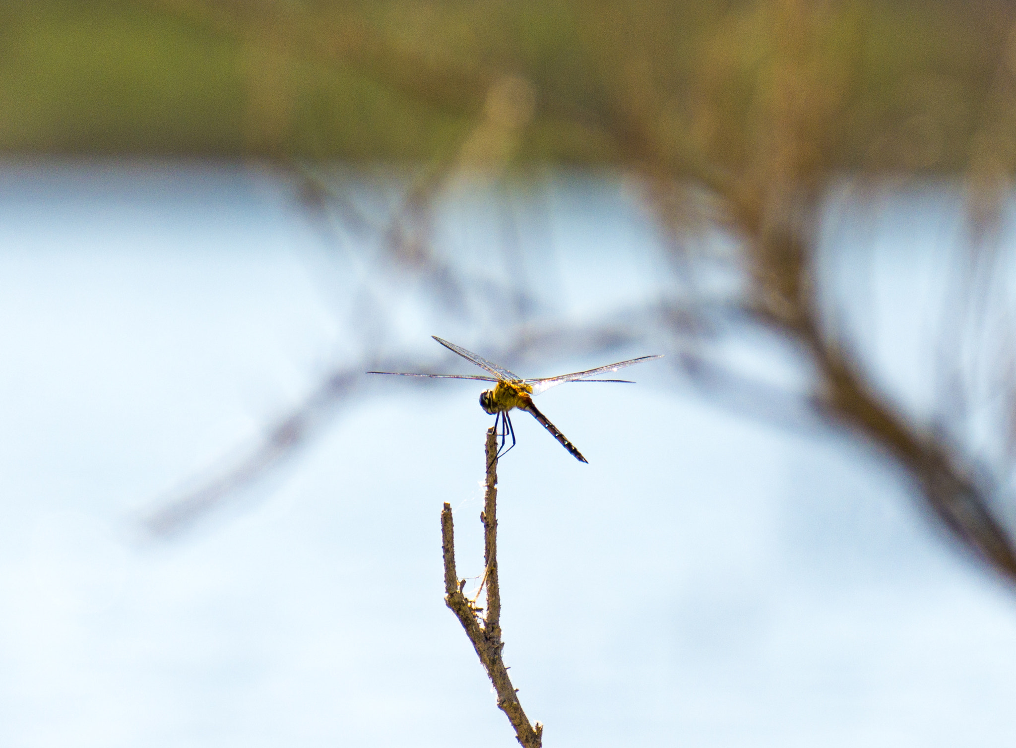 Sony Alpha a3500 sample photo. Dragonfly photography