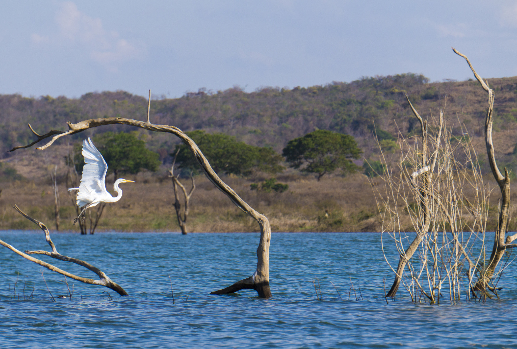Sony Alpha a3500 sample photo. Egret flying photography