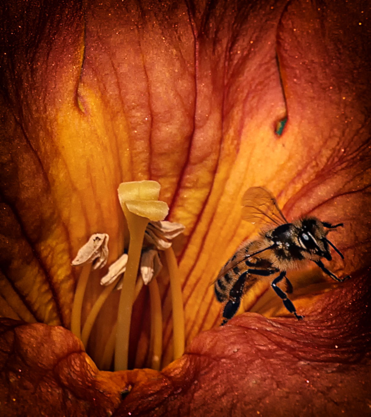 Panasonic Lumix DMC-G5 sample photo. Bee emerging from a campsis flower photography