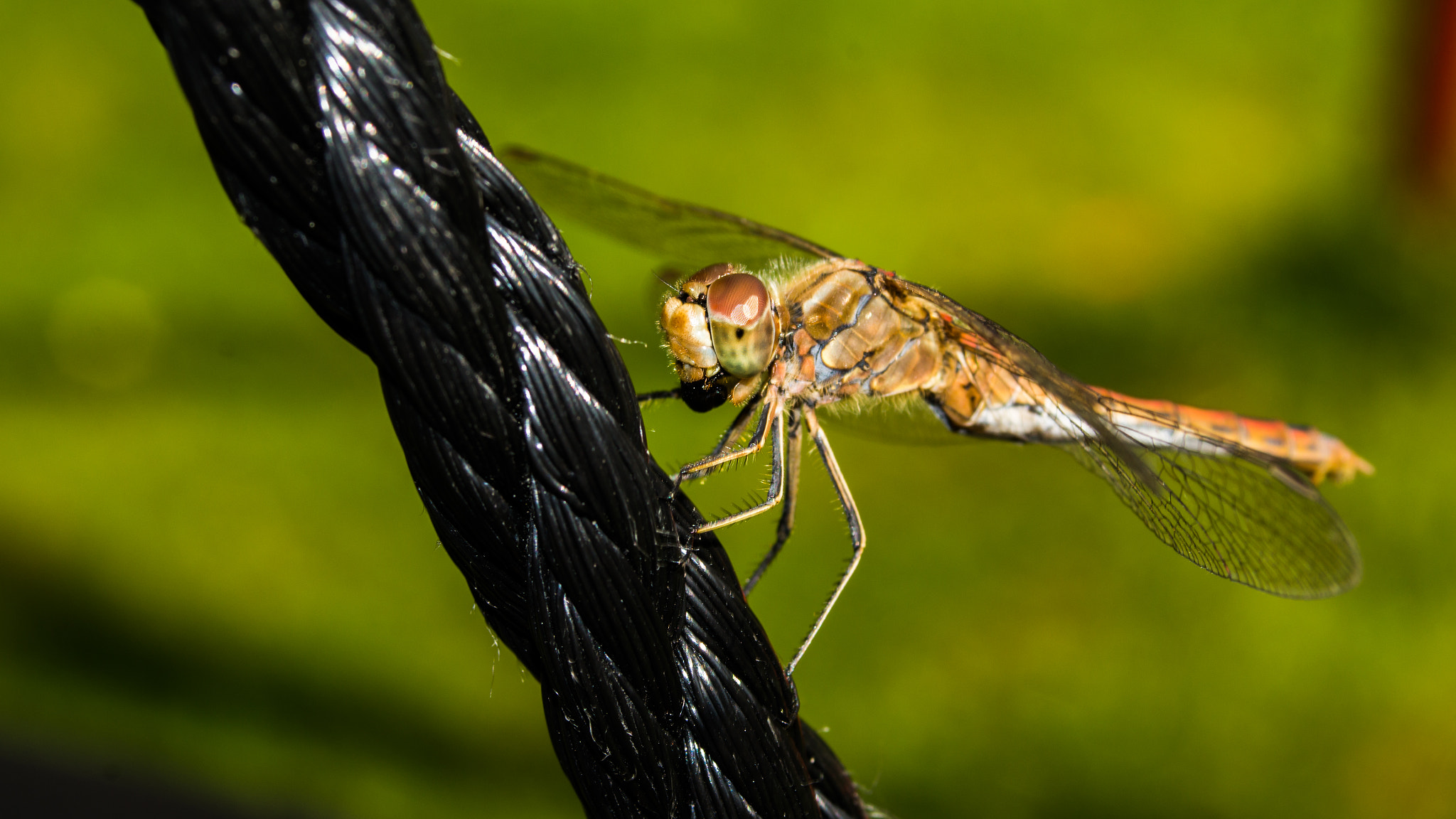 Sony SLT-A58 + Tokina 80-400mm F4.5-5.6 AT-X AF II 840 sample photo. Dragon-fly timeout photography