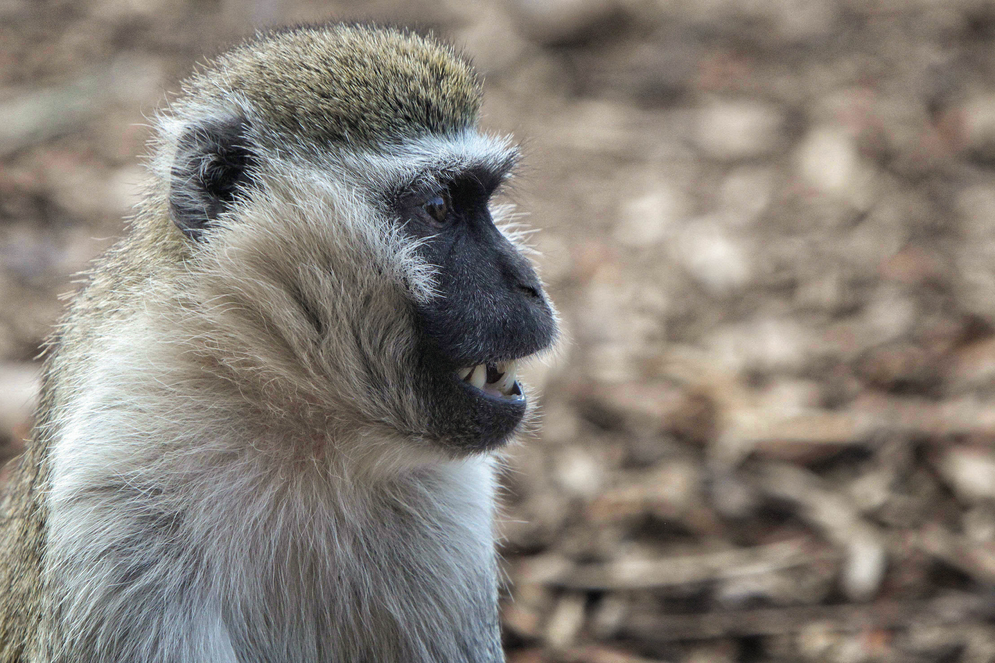 Canon EF 70-200mm F2.8L IS USM sample photo. Monkey. photography