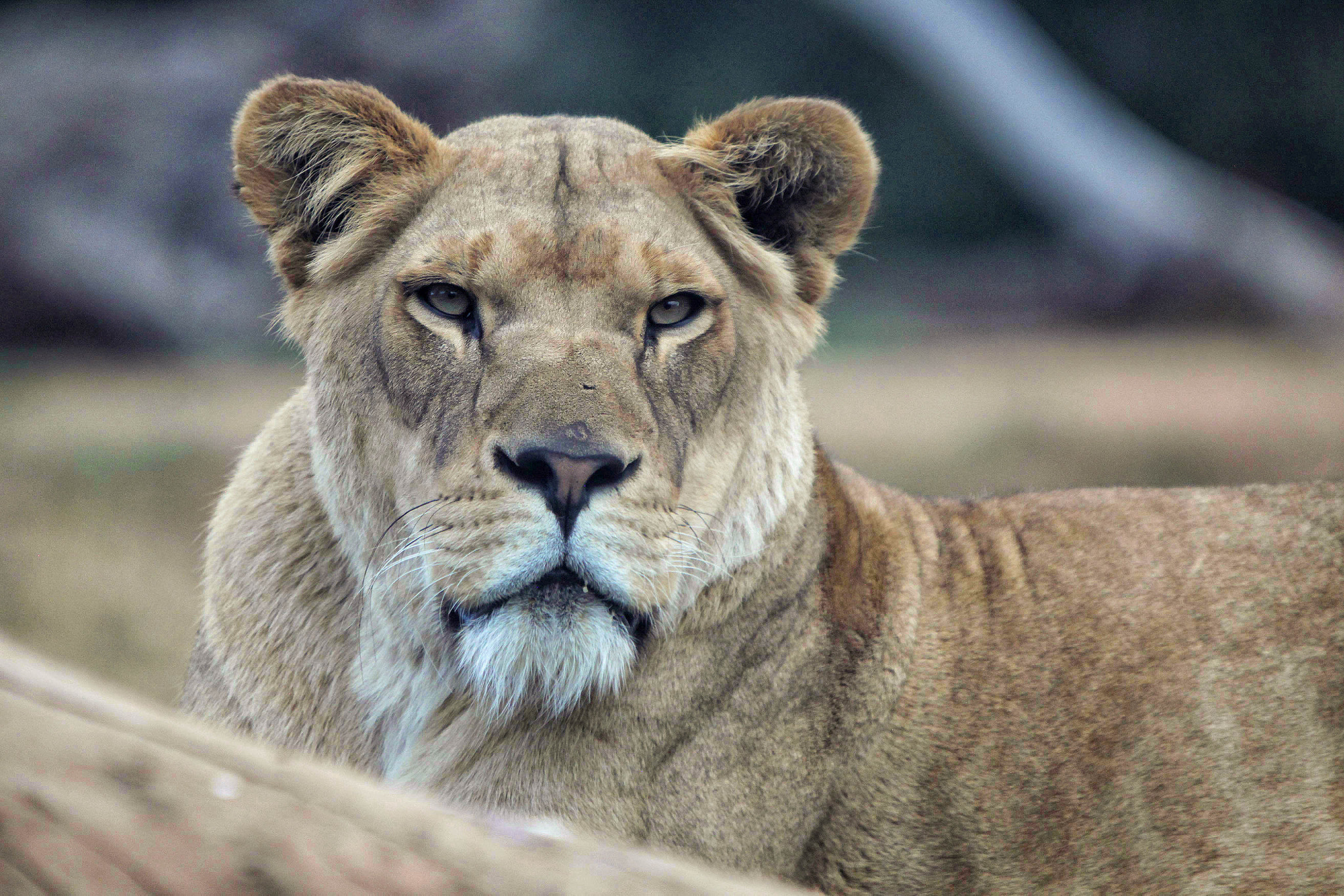 Canon EOS 5D Mark II + Canon EF 70-200mm F2.8L IS USM sample photo. Big cat. photography