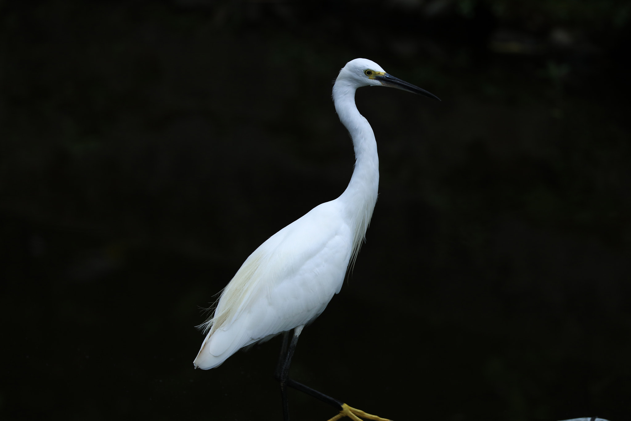 Canon EOS 5DS + Canon EF 100-400mm F4.5-5.6L IS II USM sample photo. Little egret photography