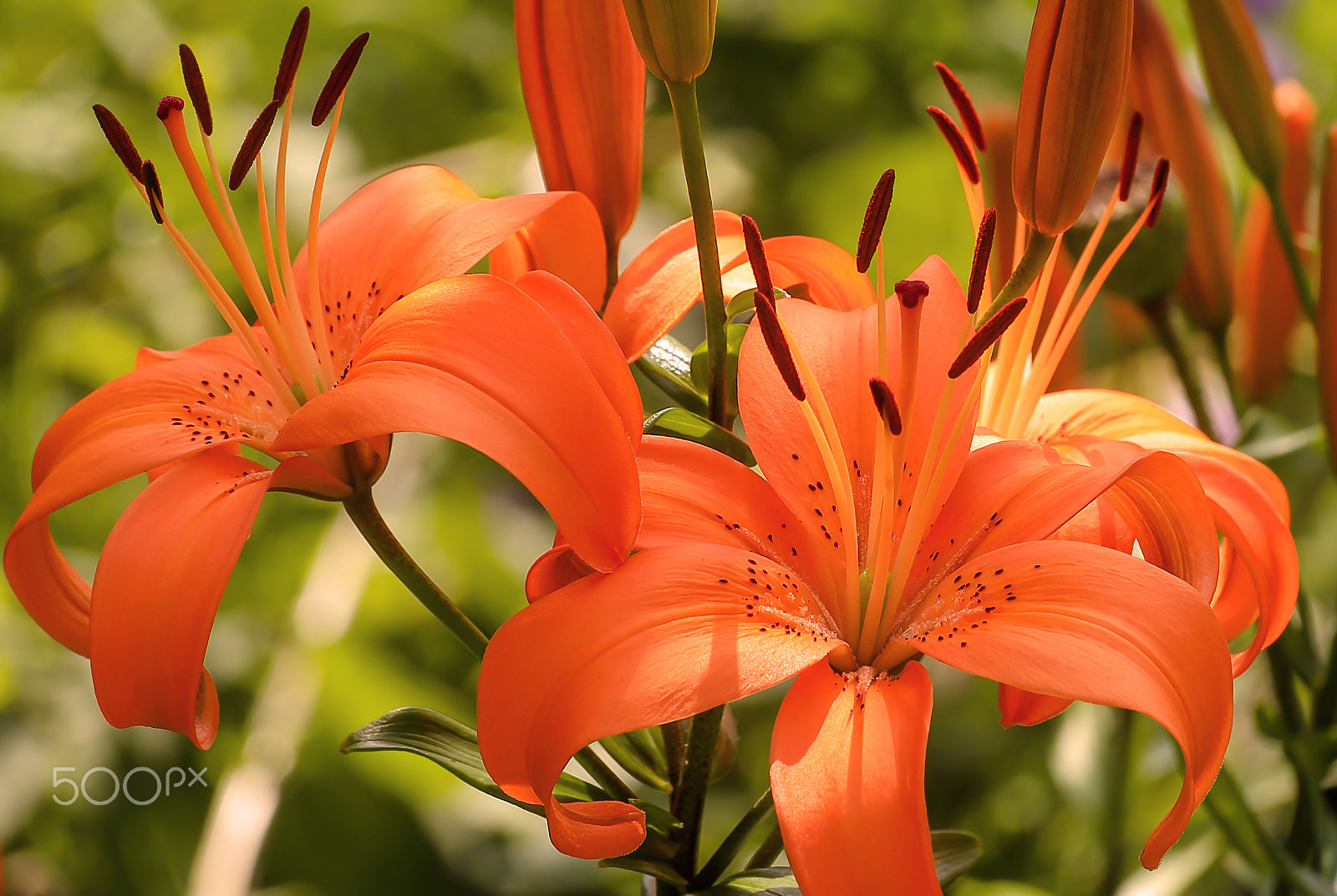 Sigma 70-300mm F4-5.6 APO DG Macro sample photo. Fine flower_tiger lily photography