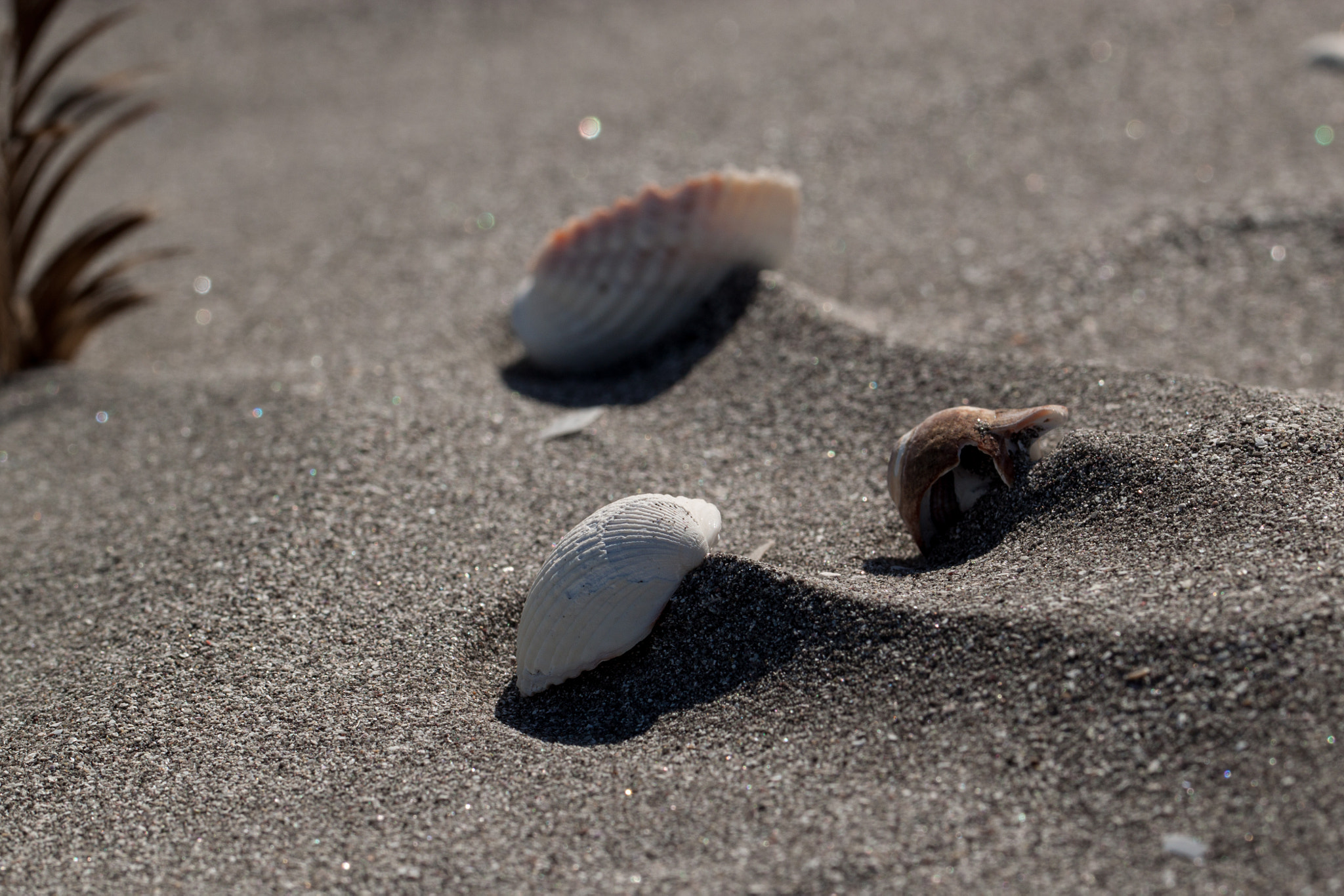 Canon EOS 500D (EOS Rebel T1i / EOS Kiss X3) + Canon EF 100mm F2.8L Macro IS USM sample photo. Shells on the beach photography