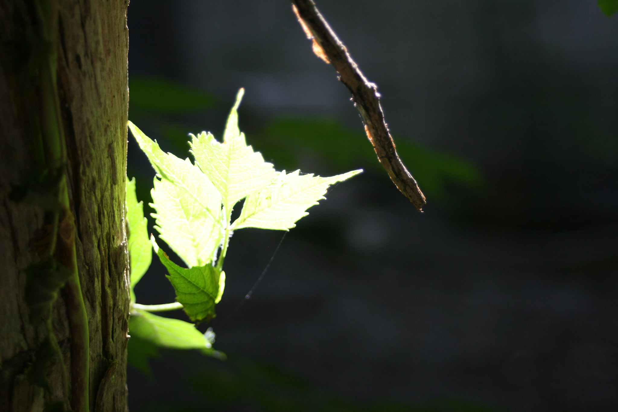 Canon EF 28-80mm f/3.5-5.6 USM IV sample photo. Against the light photography
