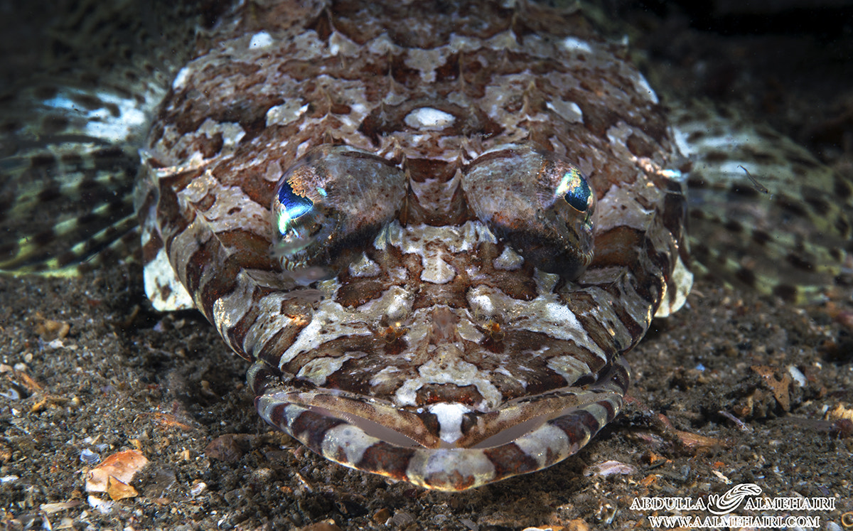 Sony a7R II + E 50mm F2.8 sample photo. Crocodile fish in united arab emirates photography