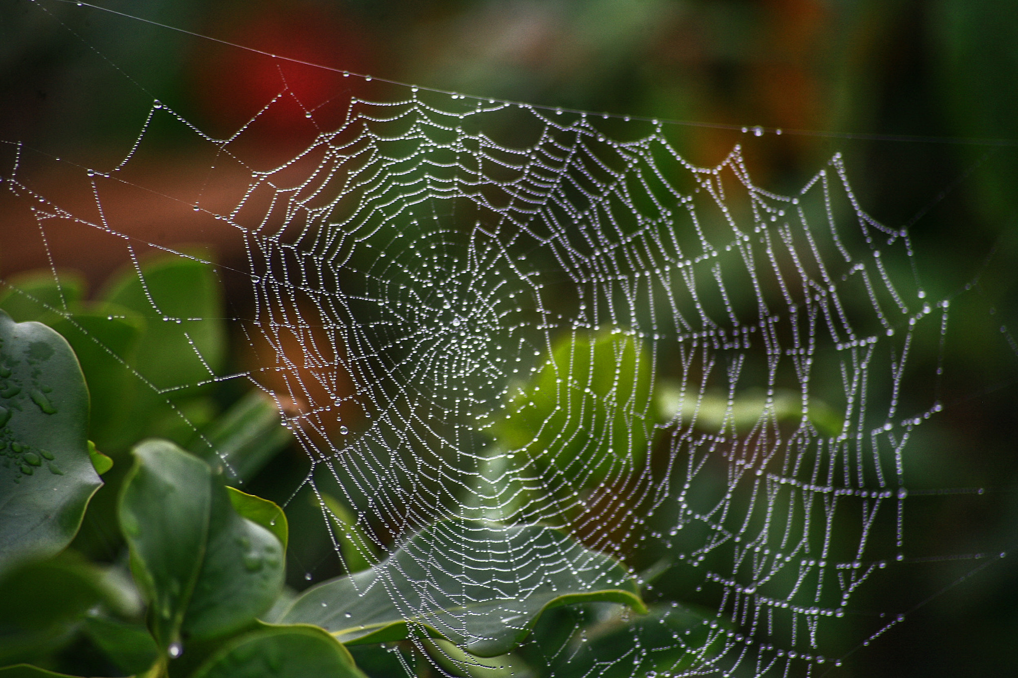 Sigma 70-300mm F4-5.6 APO DG Macro sample photo. Wet web photography
