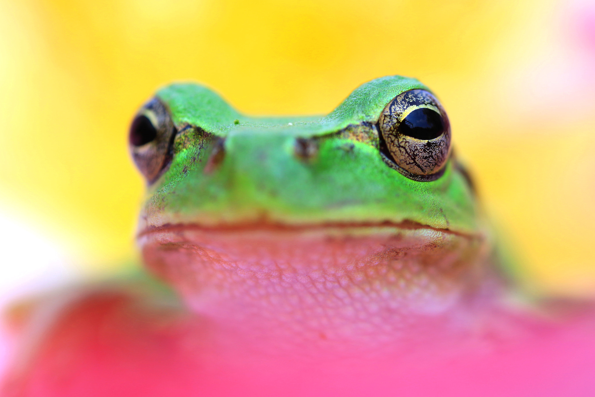 Canon MP-E 65mm F2.5 1-5x Macro Photo sample photo. Pretty eyes photography