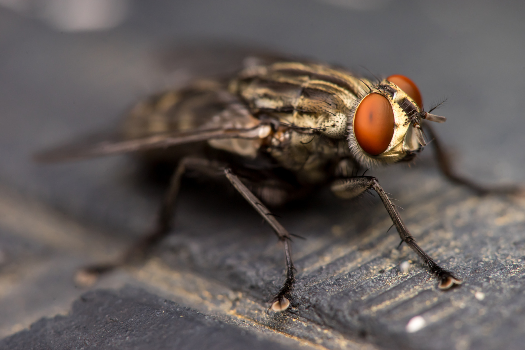 Sony a7 + Minolta AF 28-85mm F3.5-4.5 New sample photo. Flesh fly (sarcophaga crassipalpis macquart) photography