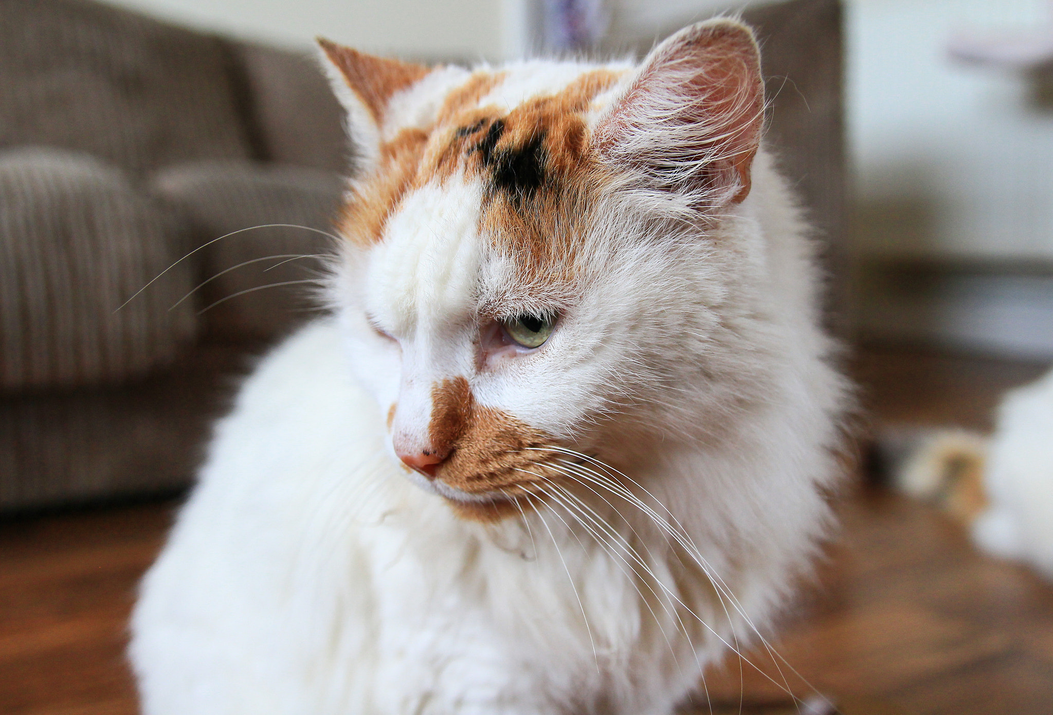 Canon EF-S 17-55mm F2.8 IS USM sample photo
