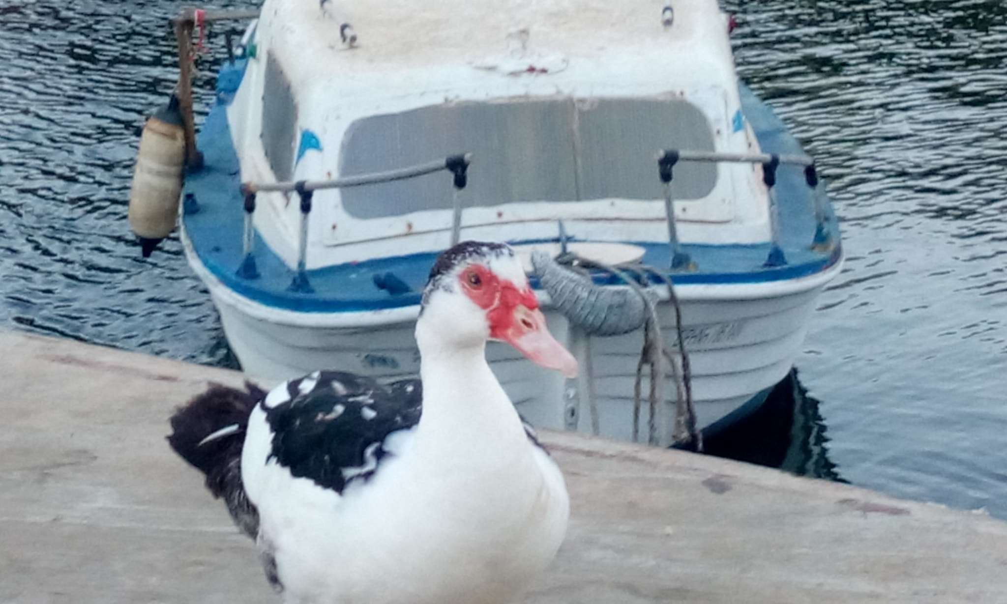 HTC DESIRE 816G DUAL SIM sample photo