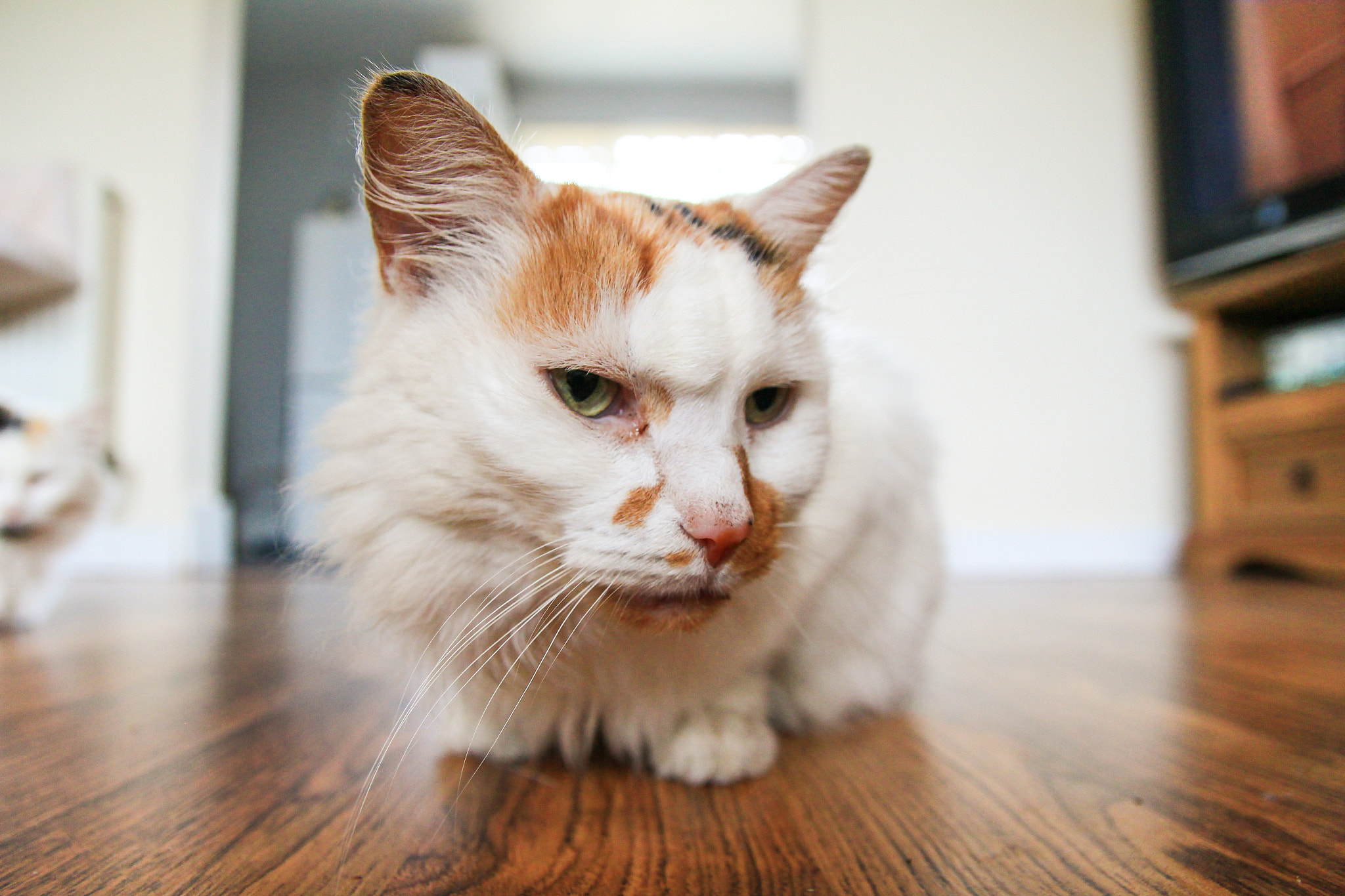 Canon EF-S 17-55mm F2.8 IS USM sample photo
