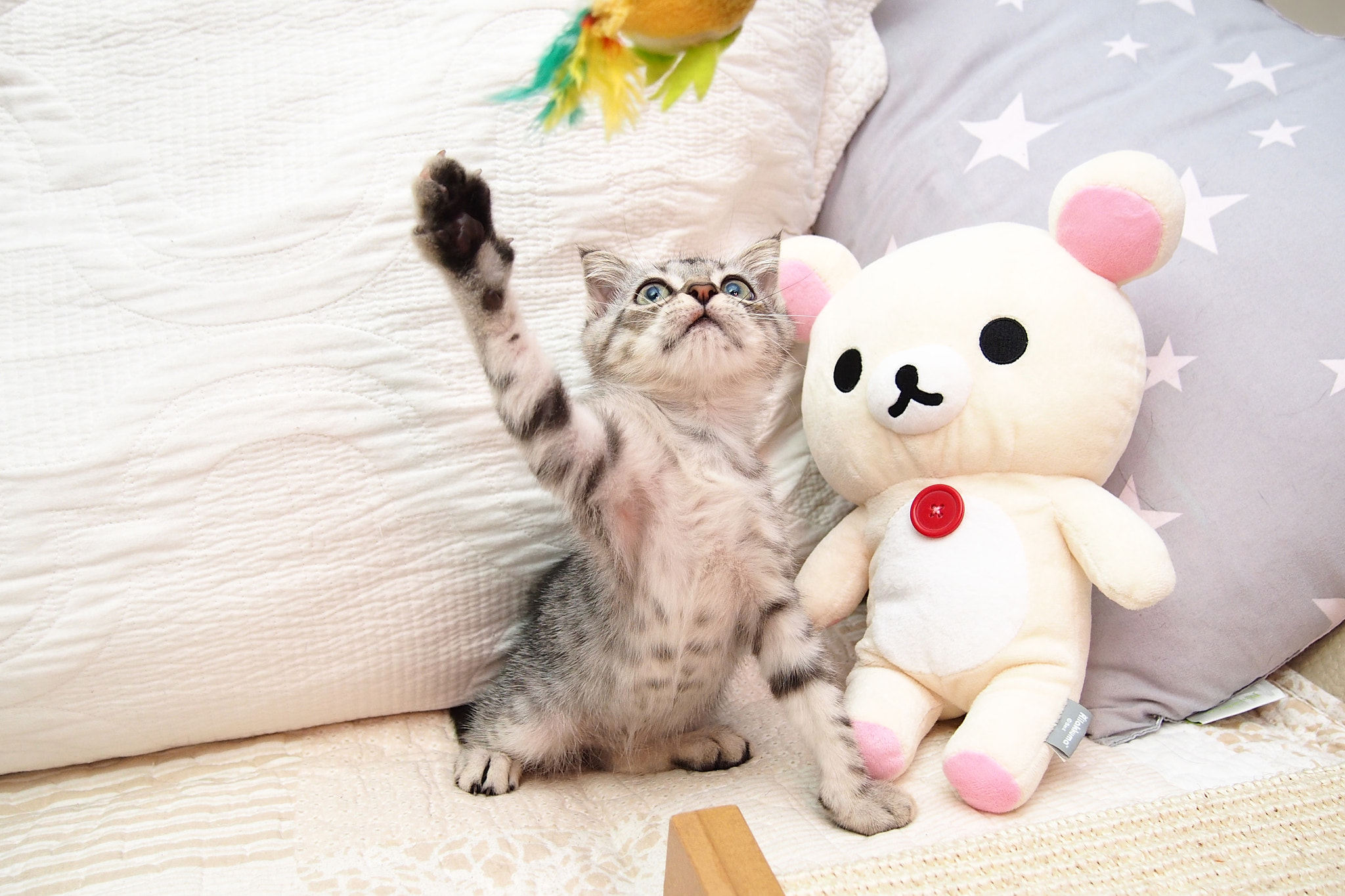 Olympus PEN E-P5 sample photo. Kitten photography