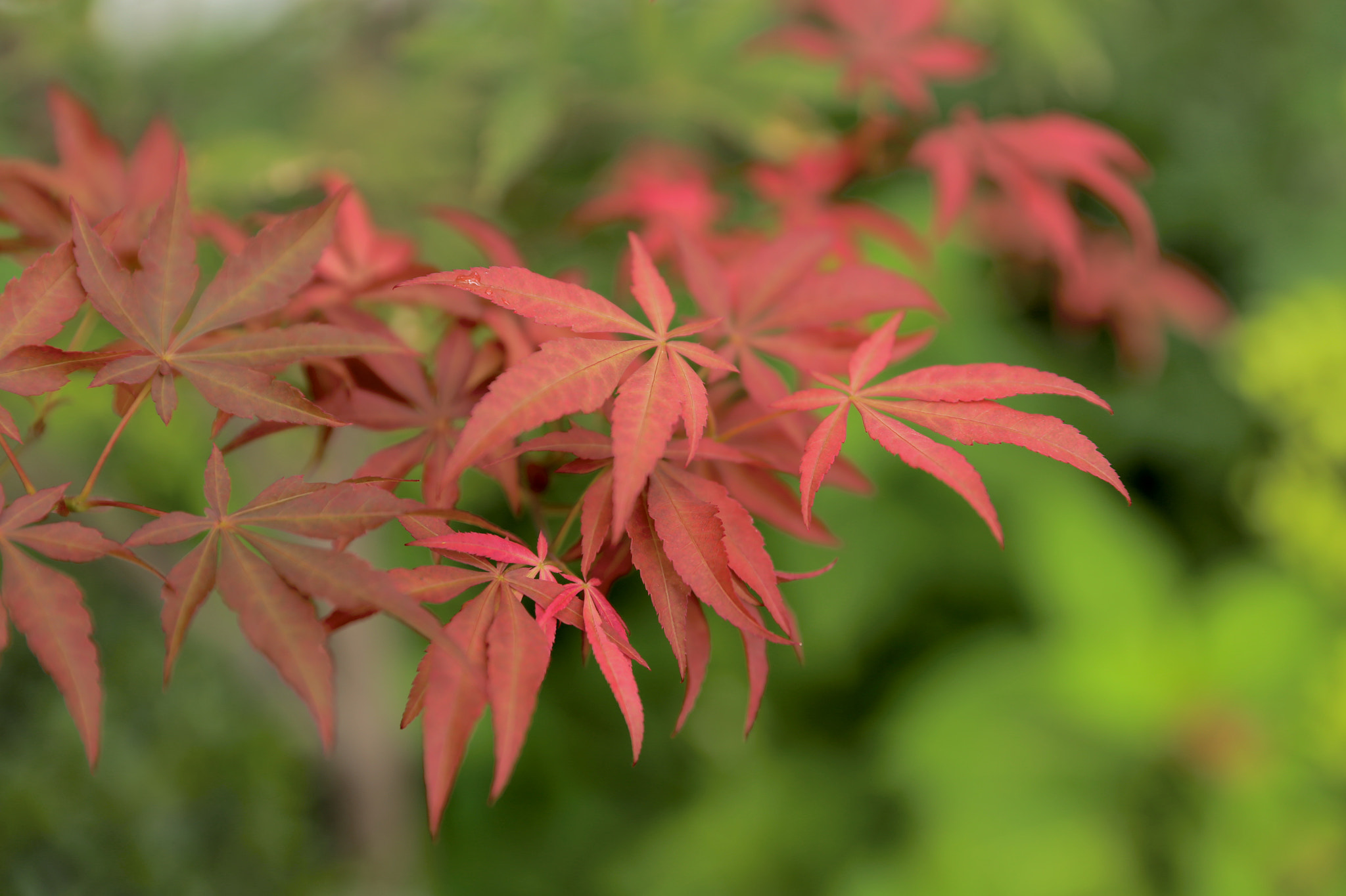 Canon EF 24-70mm F2.8L II USM sample photo. 露染霜干片片轻 photography