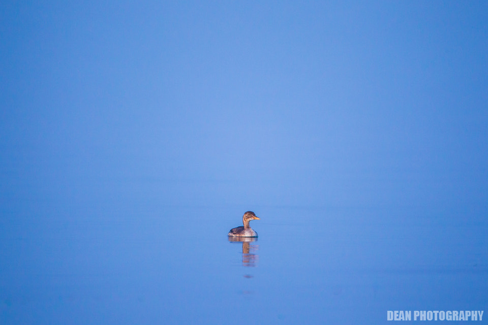 Canon EOS-1D Mark IV sample photo. Blue photography