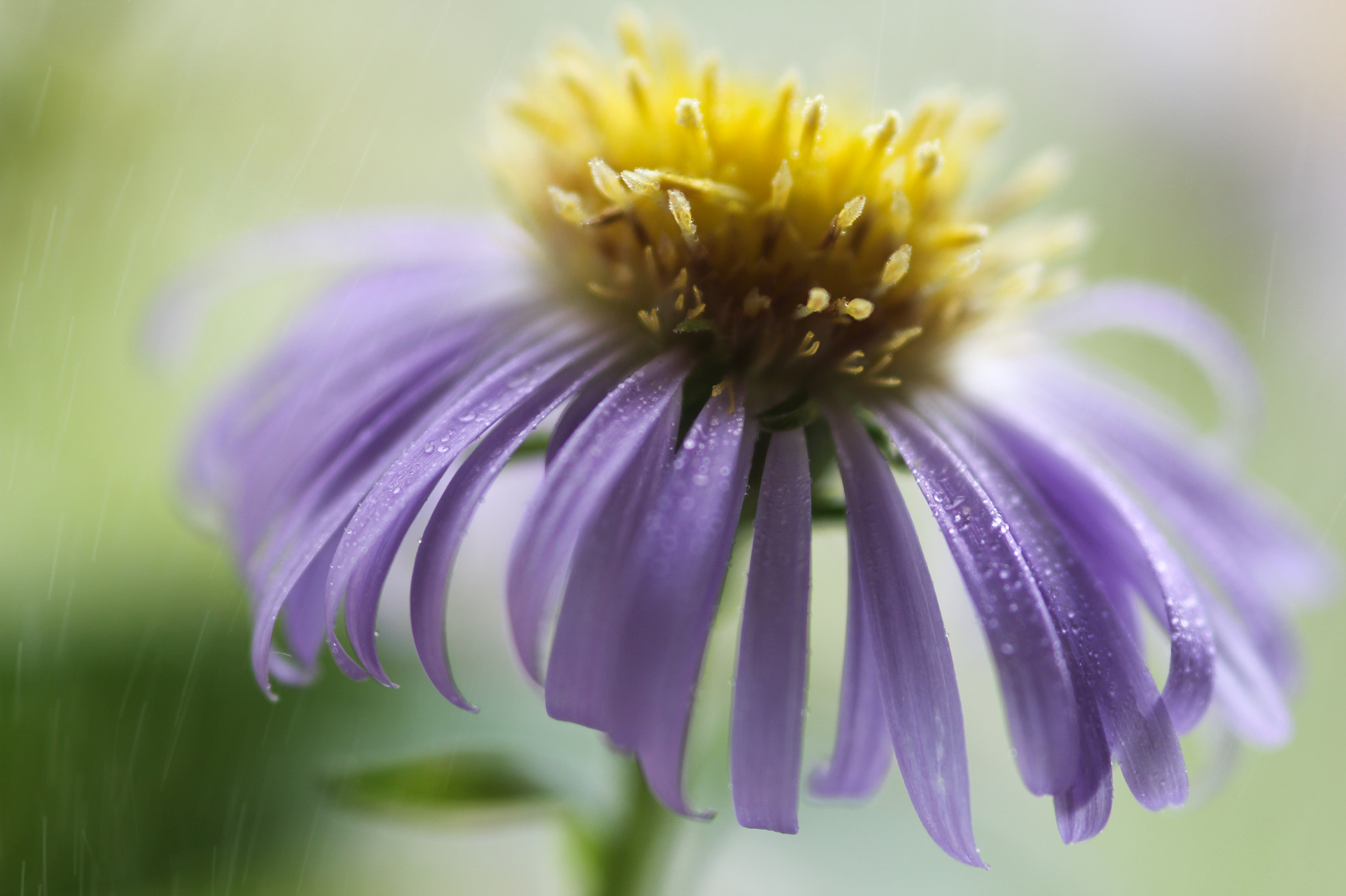 Sigma 105mm F2.8 EX DG Macro sample photo. Enjoying the rain - un beau moment sous la pluie photography