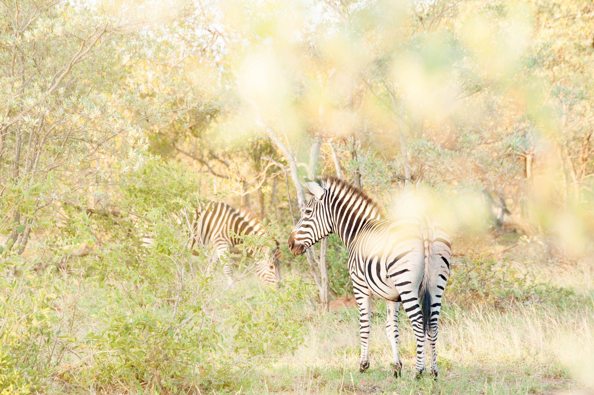 Sigma 70-300mm F4-5.6 DG OS sample photo. Stripes in the bush photography