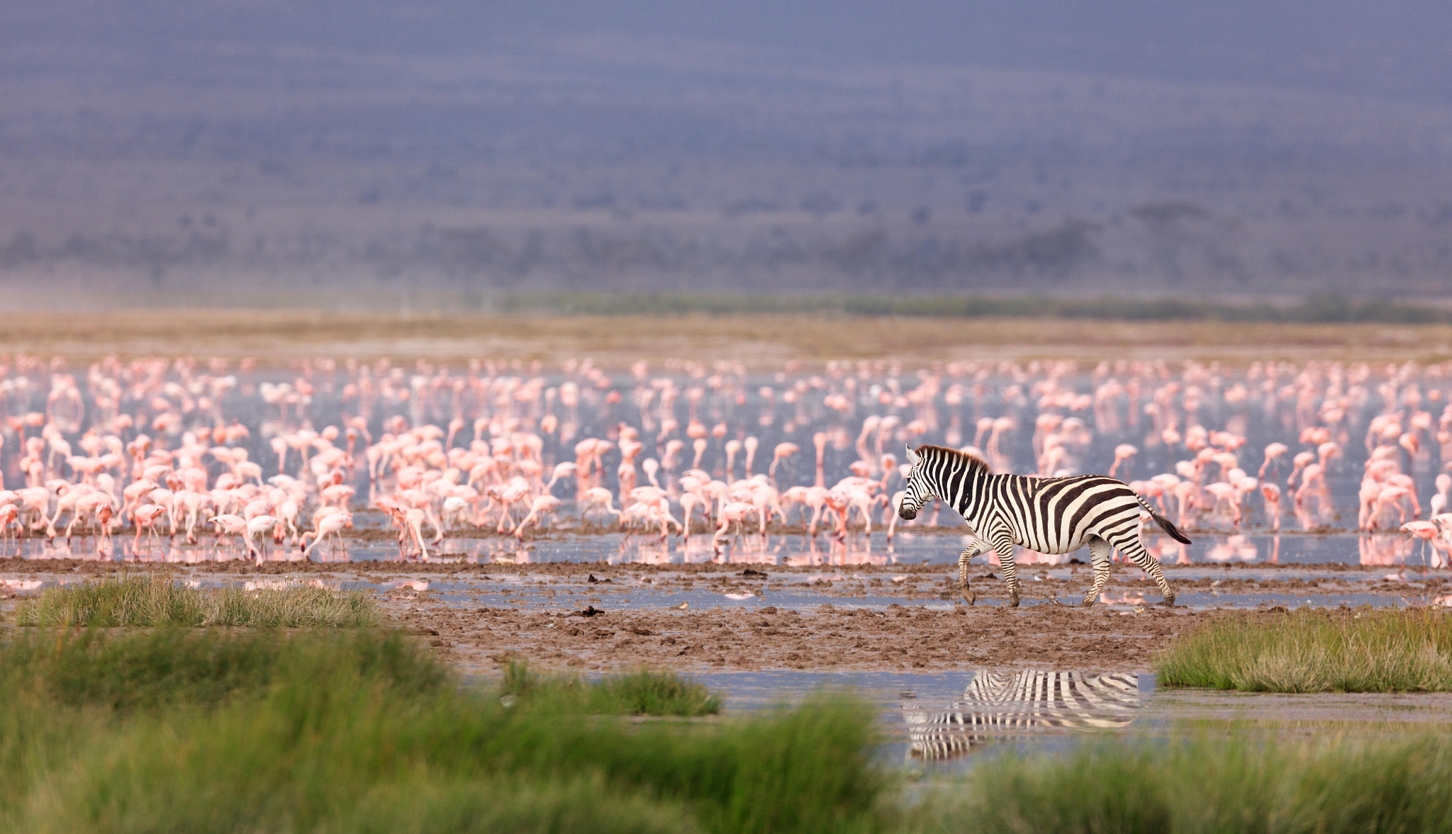 Canon EOS 5DS R + Canon EF 800mm F5.6L IS USM sample photo. Zebra and flamingos photography