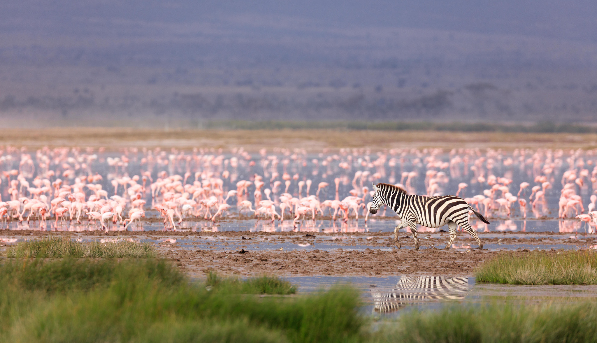 Canon EF 800mm F5.6L IS USM sample photo. Zebra and flamingos photography