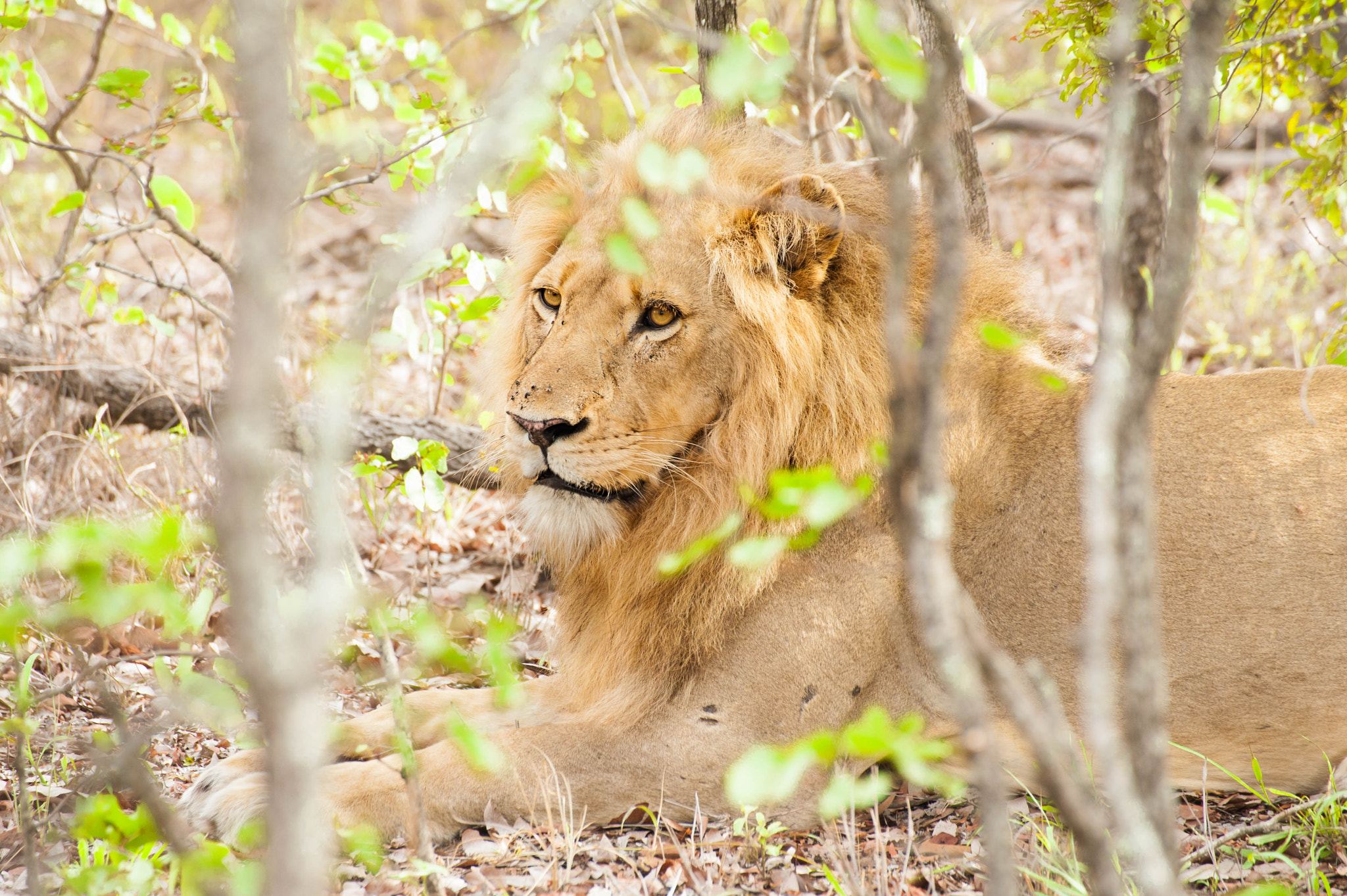 Sigma 70-300mm F4-5.6 DG OS sample photo. The king photography