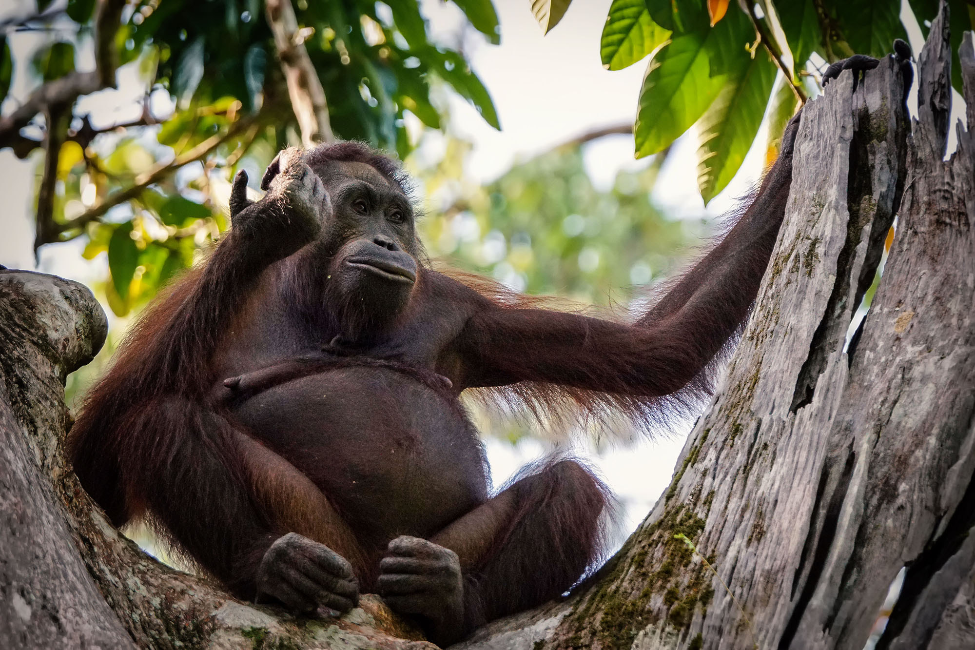 Sony ILCA-77M2 sample photo. Bornean orangutan photography
