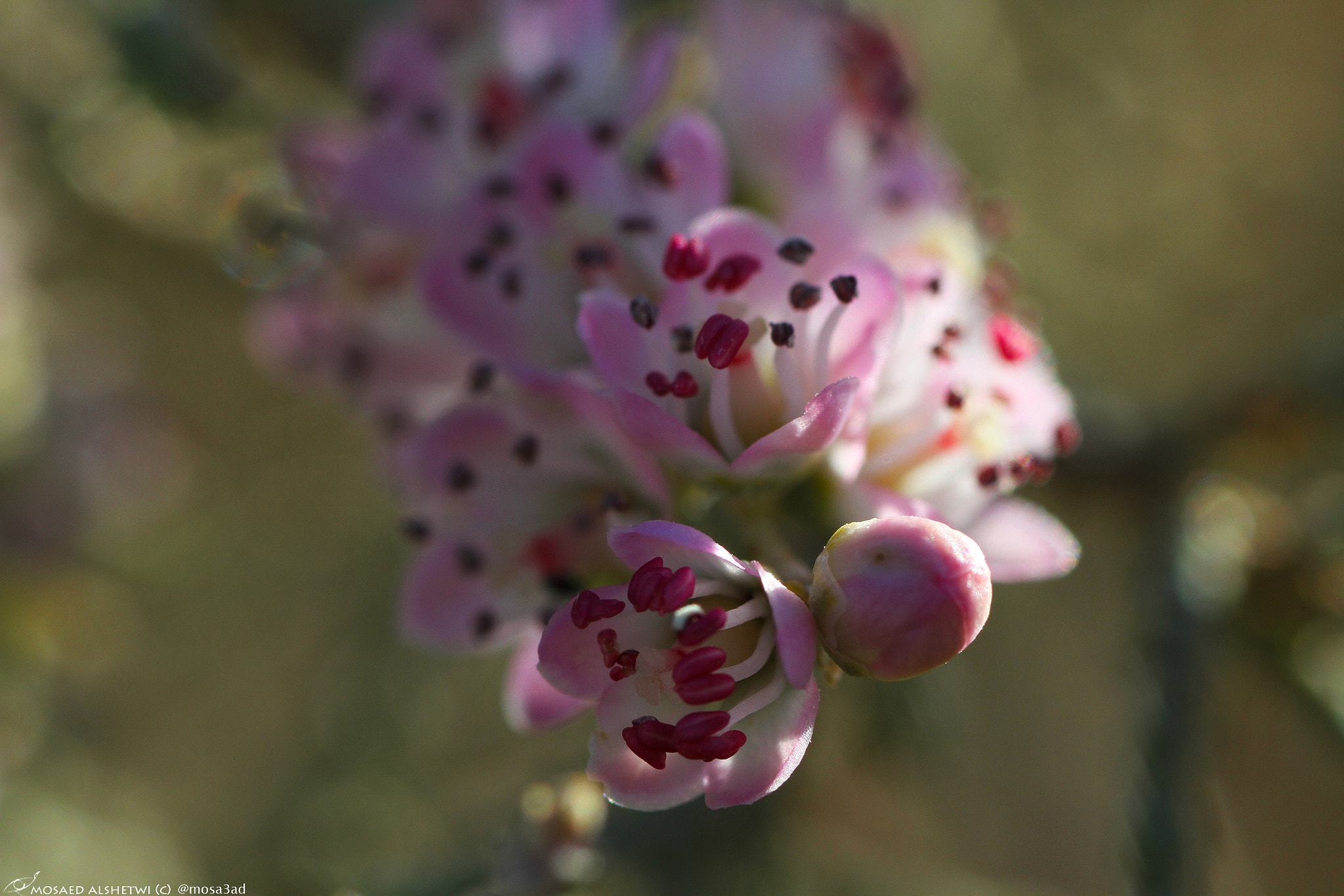 Canon EOS 7D + Tamron SP AF 90mm F2.8 Di Macro sample photo. زهرة الأثل flower tamarisk photography