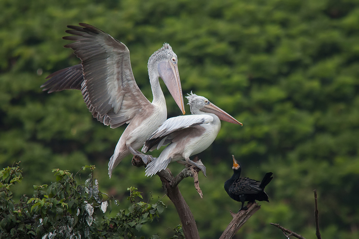 Sigma 150-500mm F5-6.3 DG OS HSM sample photo. What are you upto? photography