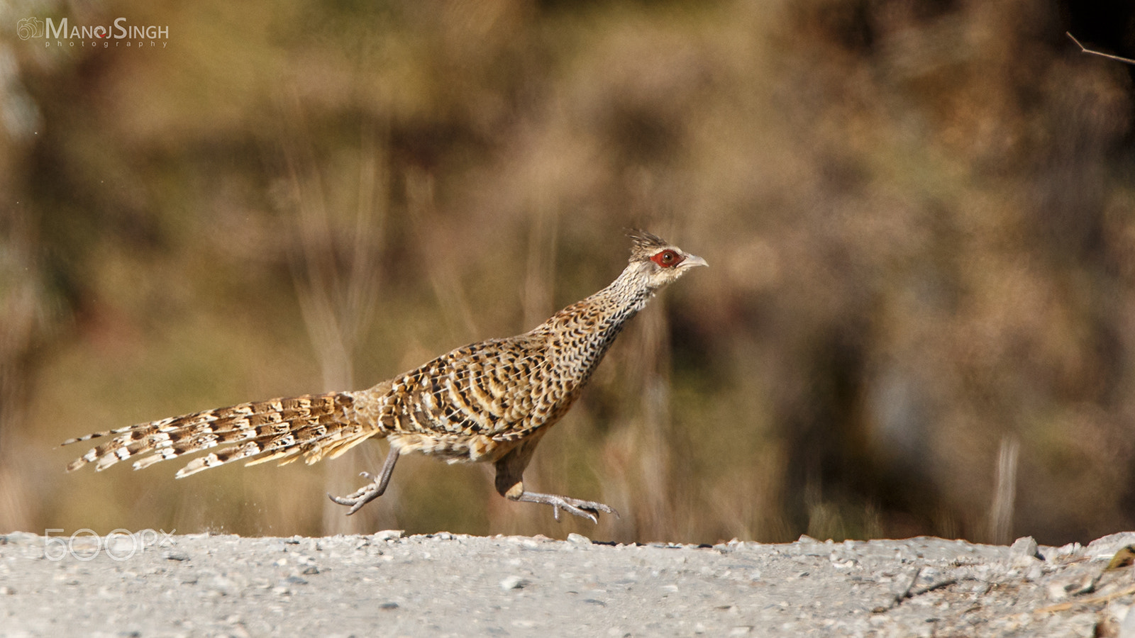 Canon EF 500mm F4L IS USM sample photo. By6y3503-2.jpg photography