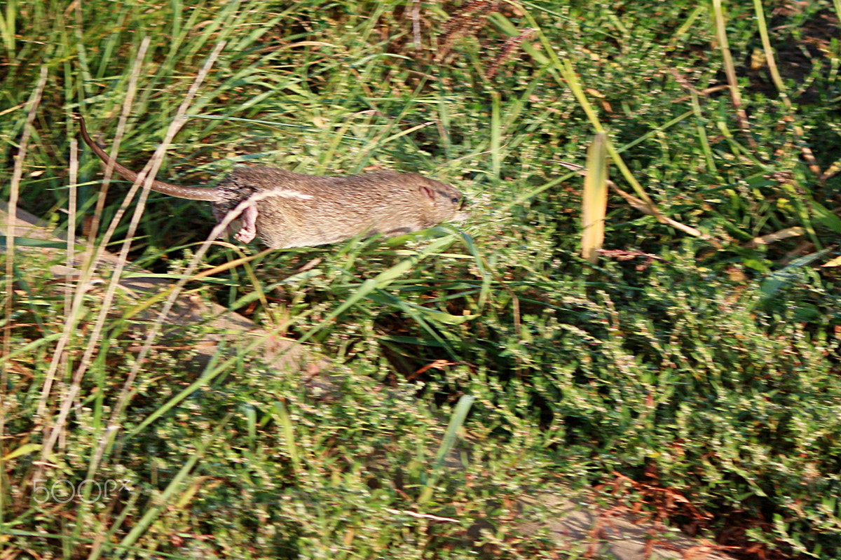 Canon EF-S 55-250mm F4-5.6 IS sample photo. Running rat photography