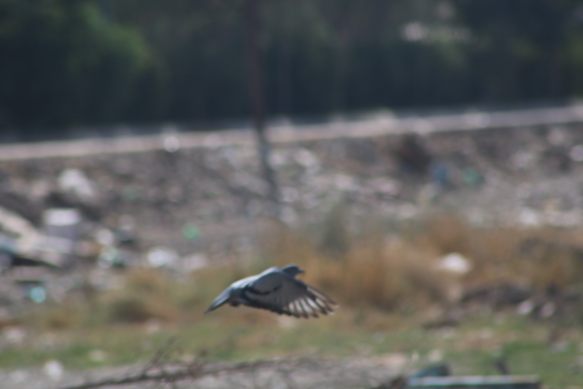 Canon EOS 750D (EOS Rebel T6i / EOS Kiss X8i) + EF75-300mm f/4-5.6 sample photo