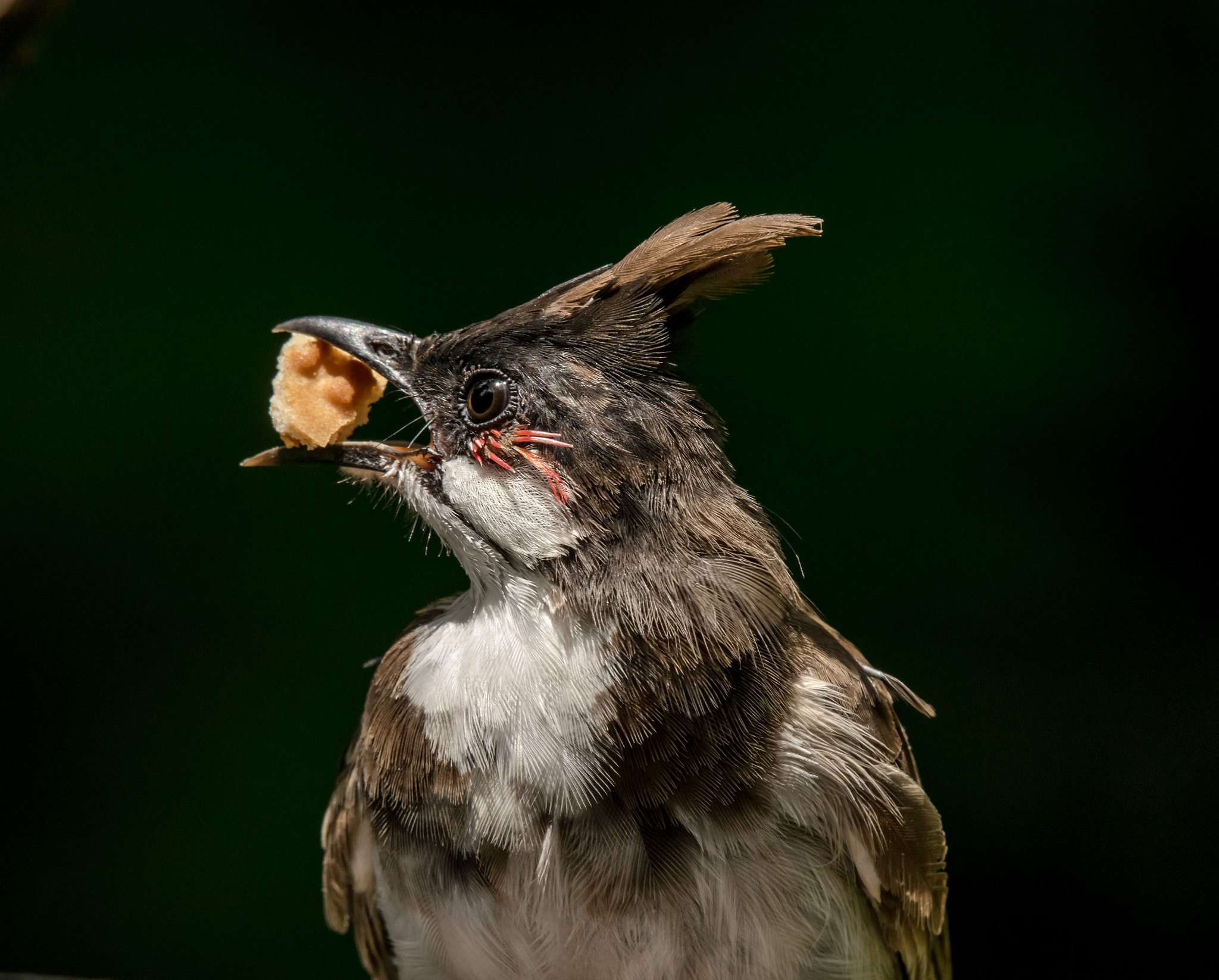Nikon AF-S Nikkor 200-500mm F5.6E ED VR sample photo. Red-whiskered bulbul photography