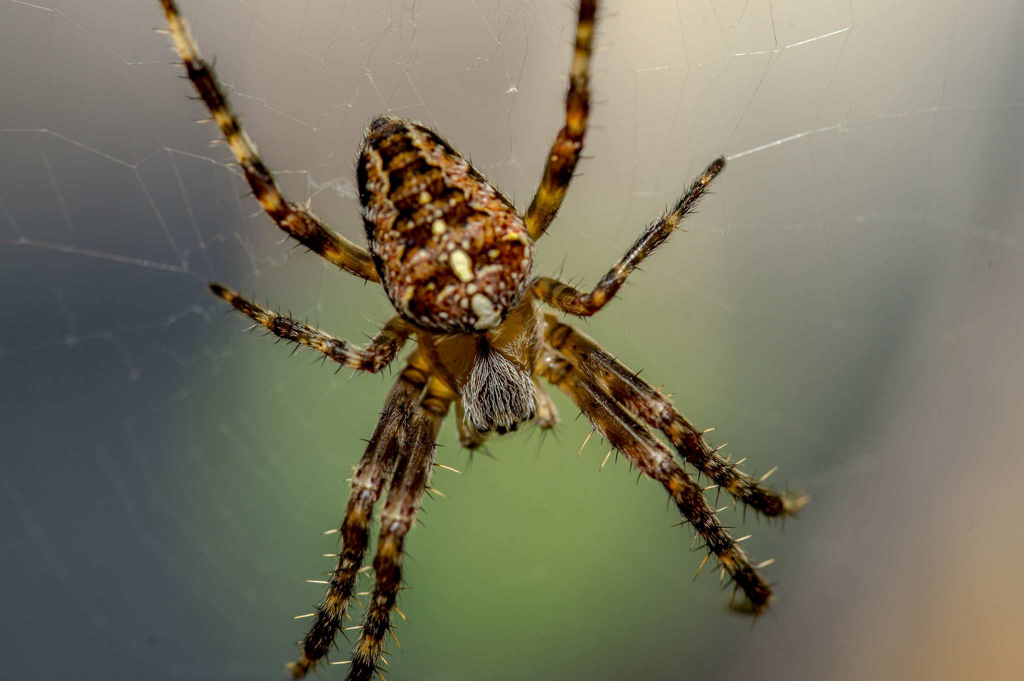 Sony SLT-A58 + 105mm F2.8 sample photo. Spider photography
