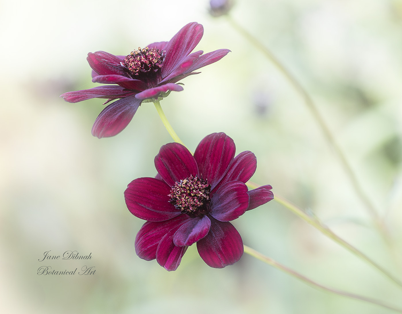 Canon EF 180mm F3.5L Macro USM sample photo. Cosmos atrosangunieus photography