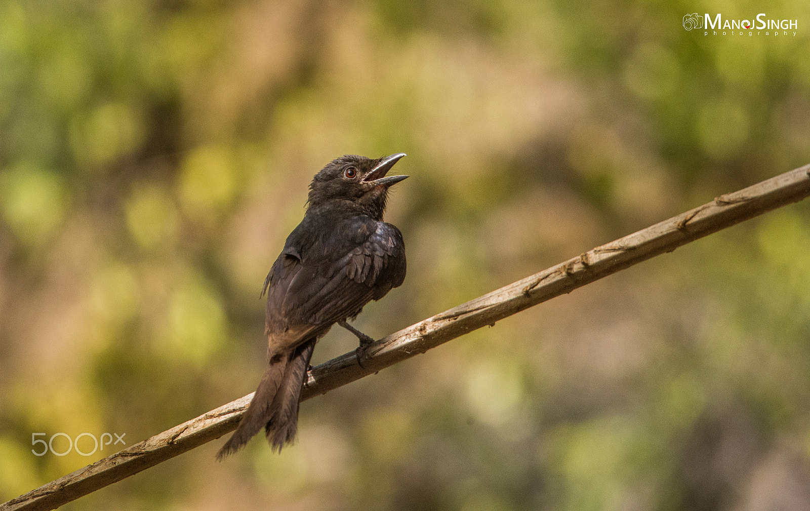 Sigma 150-500mm F5-6.3 DG OS HSM sample photo. Black drongo juvenile photography