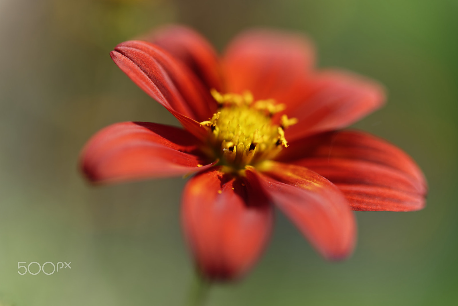 Nikon AF-S Micro-Nikkor 60mm F2.8G ED sample photo