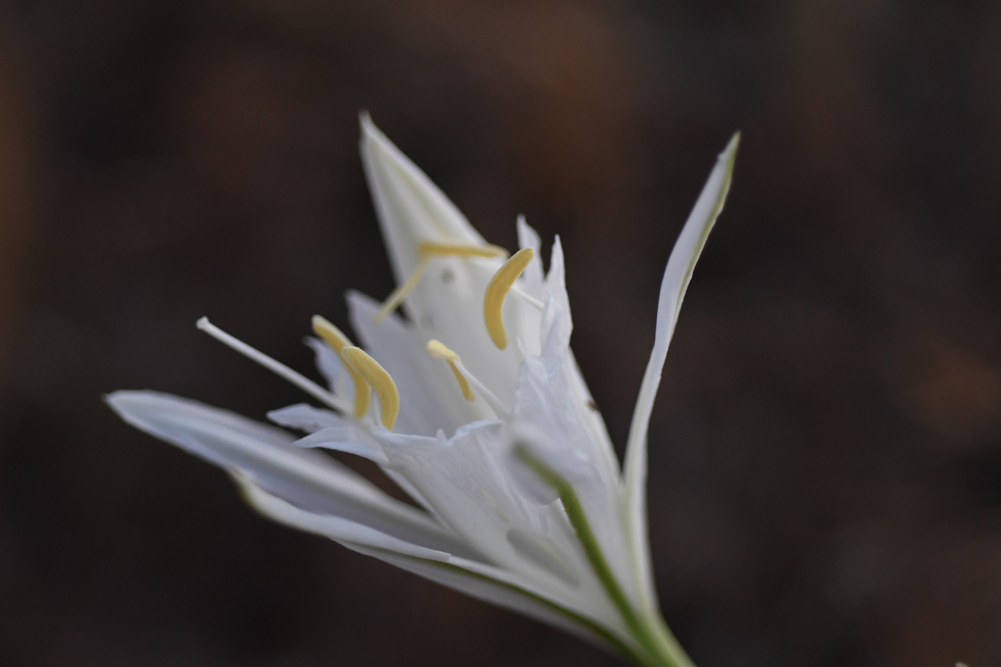 Nikon D500 + Nikon AF Micro-Nikkor 60mm F2.8D sample photo. Sand lily photography