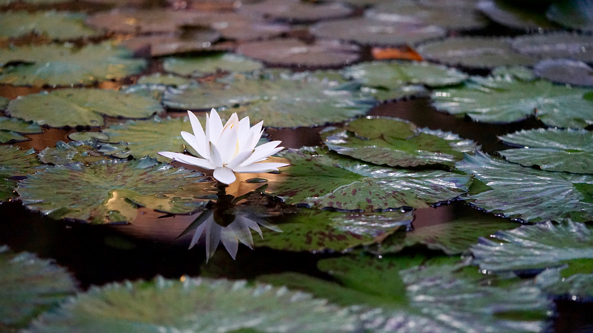 Sony a7 II + Sony FE 90mm F2.8 Macro G OSS sample photo. Water lily photography