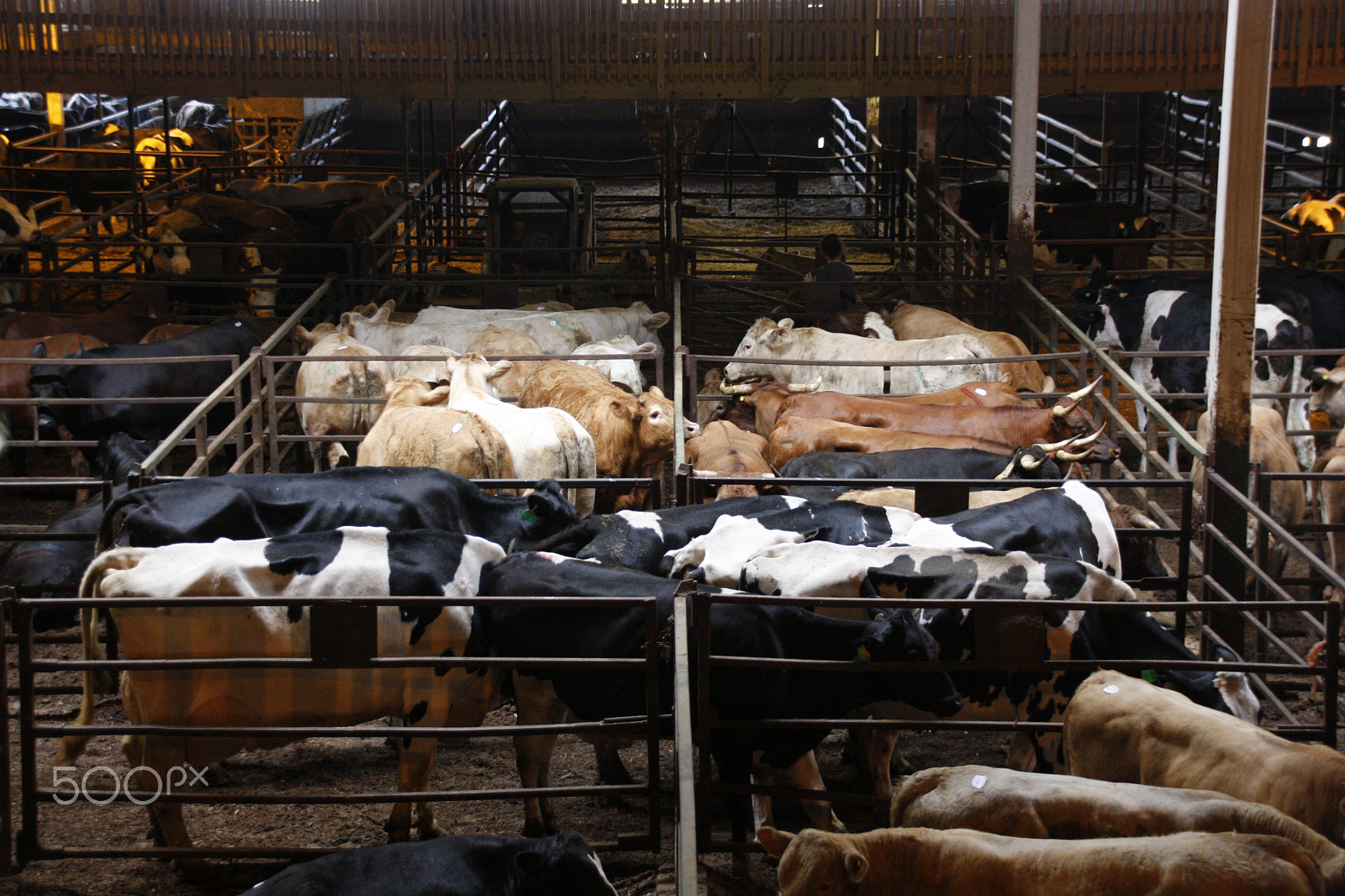 Sigma 18-250mm F3.5-6.3 DC OS HSM sample photo. Livestock for sale photography