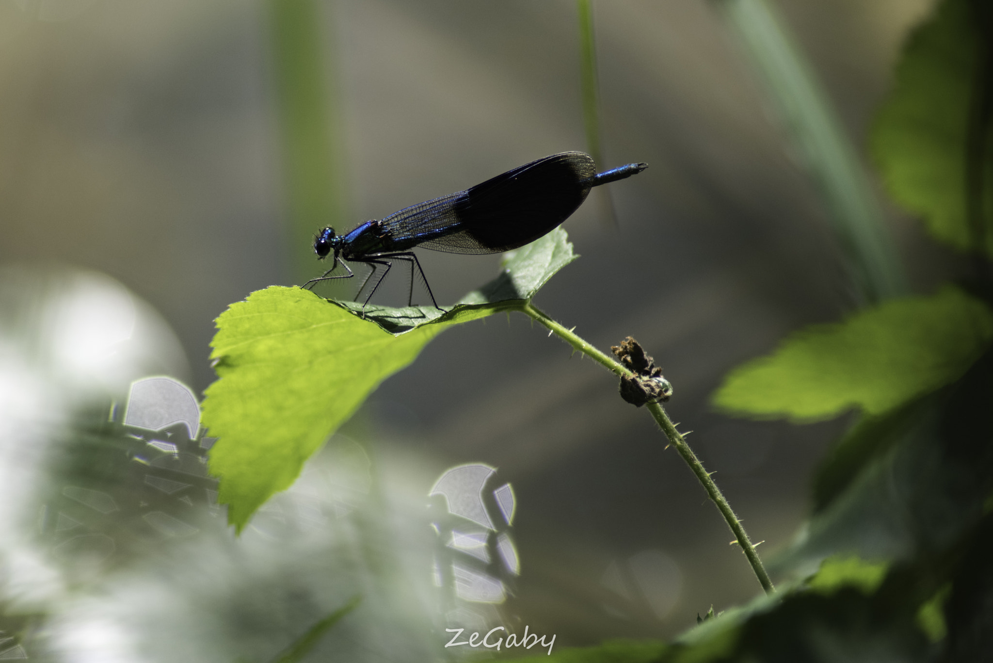 Tamron AF 70-300mm F4-5.6 Di LD Macro sample photo. Taking the pose photography