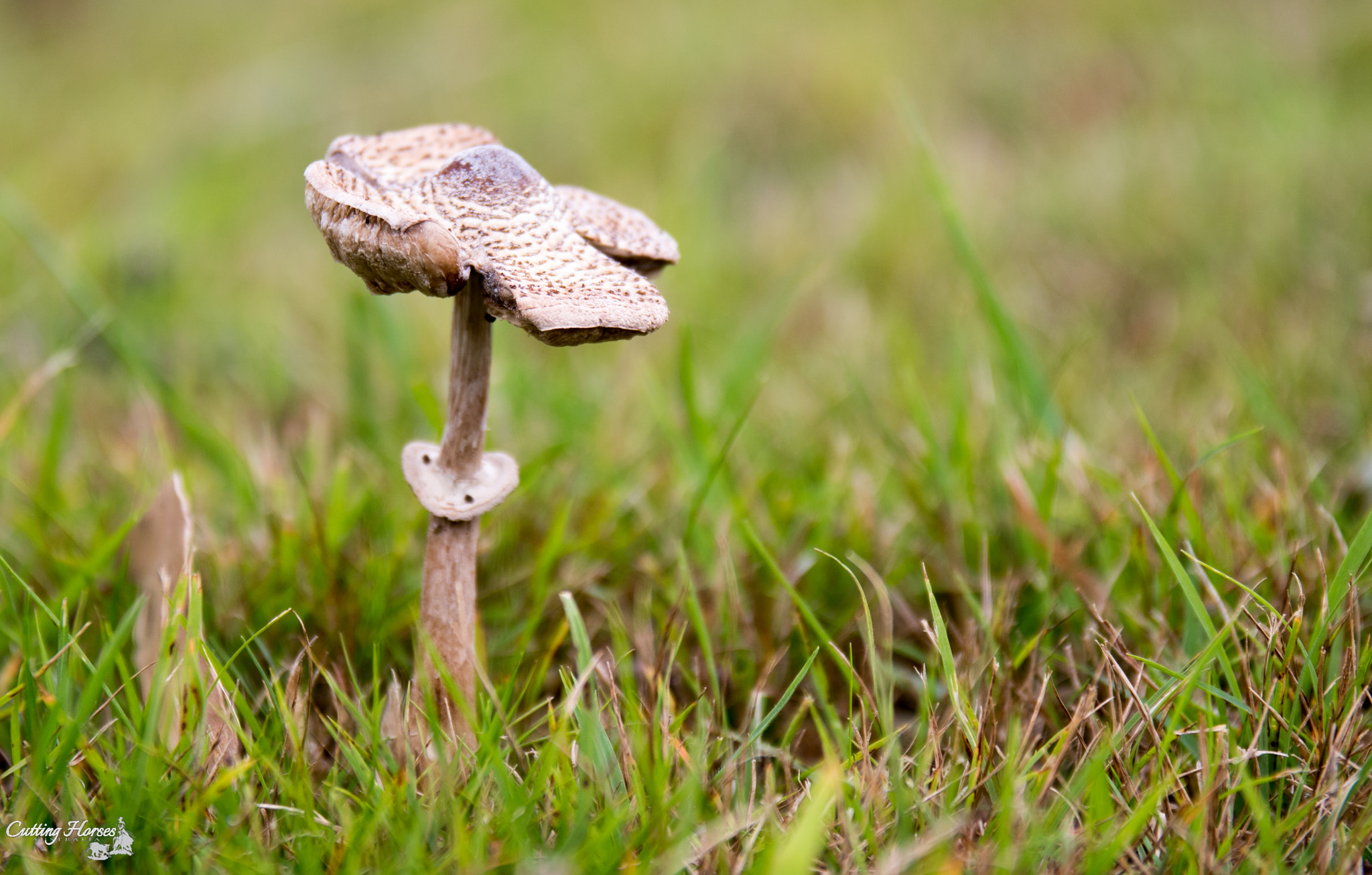 Sigma 17-70mm F2.8-4 DC Macro OS HSM sample photo. Fungus photography