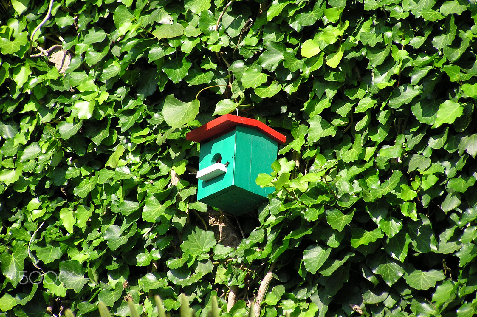 Olympus C750UZ sample photo. Birdhouse photography