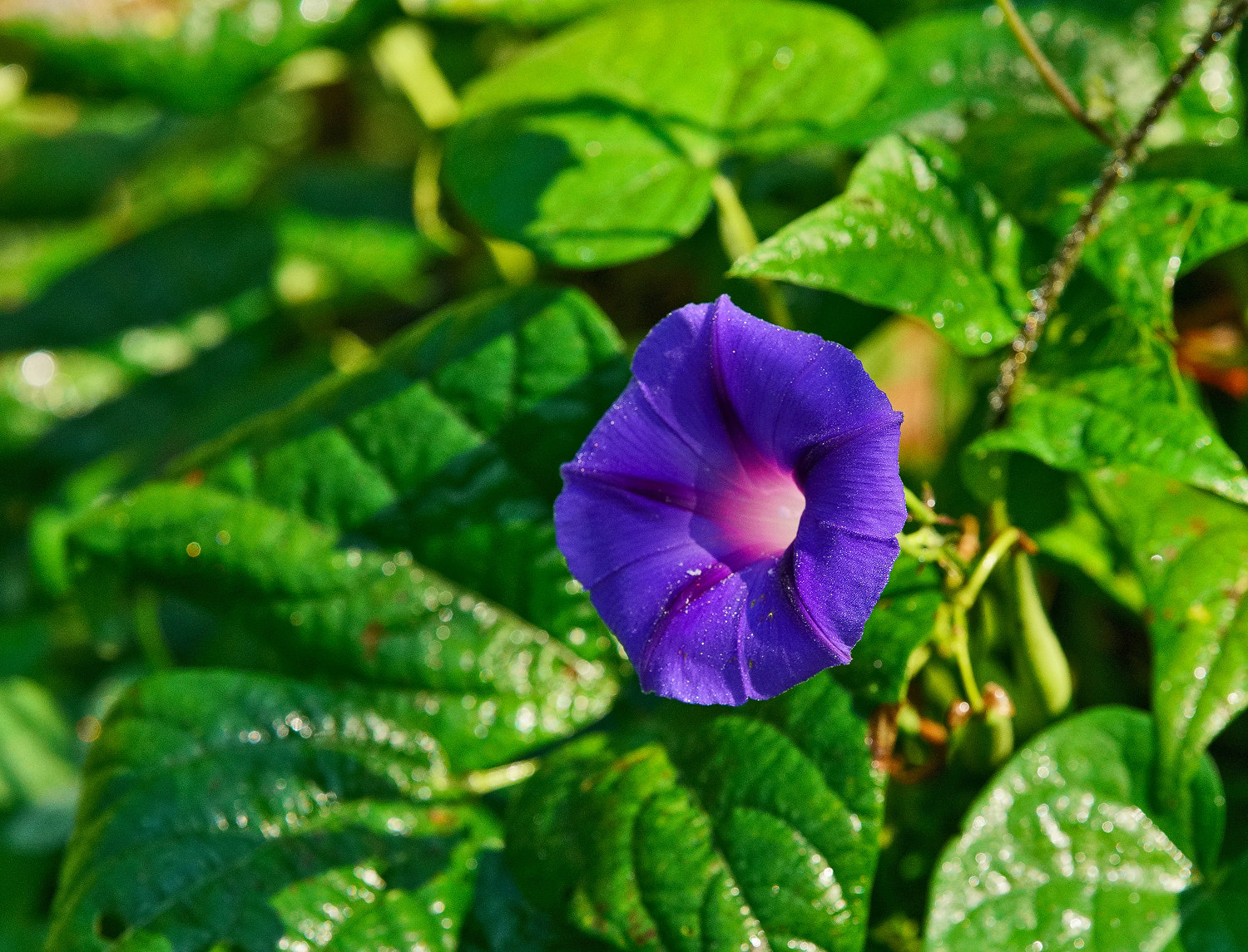 70-200mm F2.8 G SSM OSS II sample photo. Morning glory photography