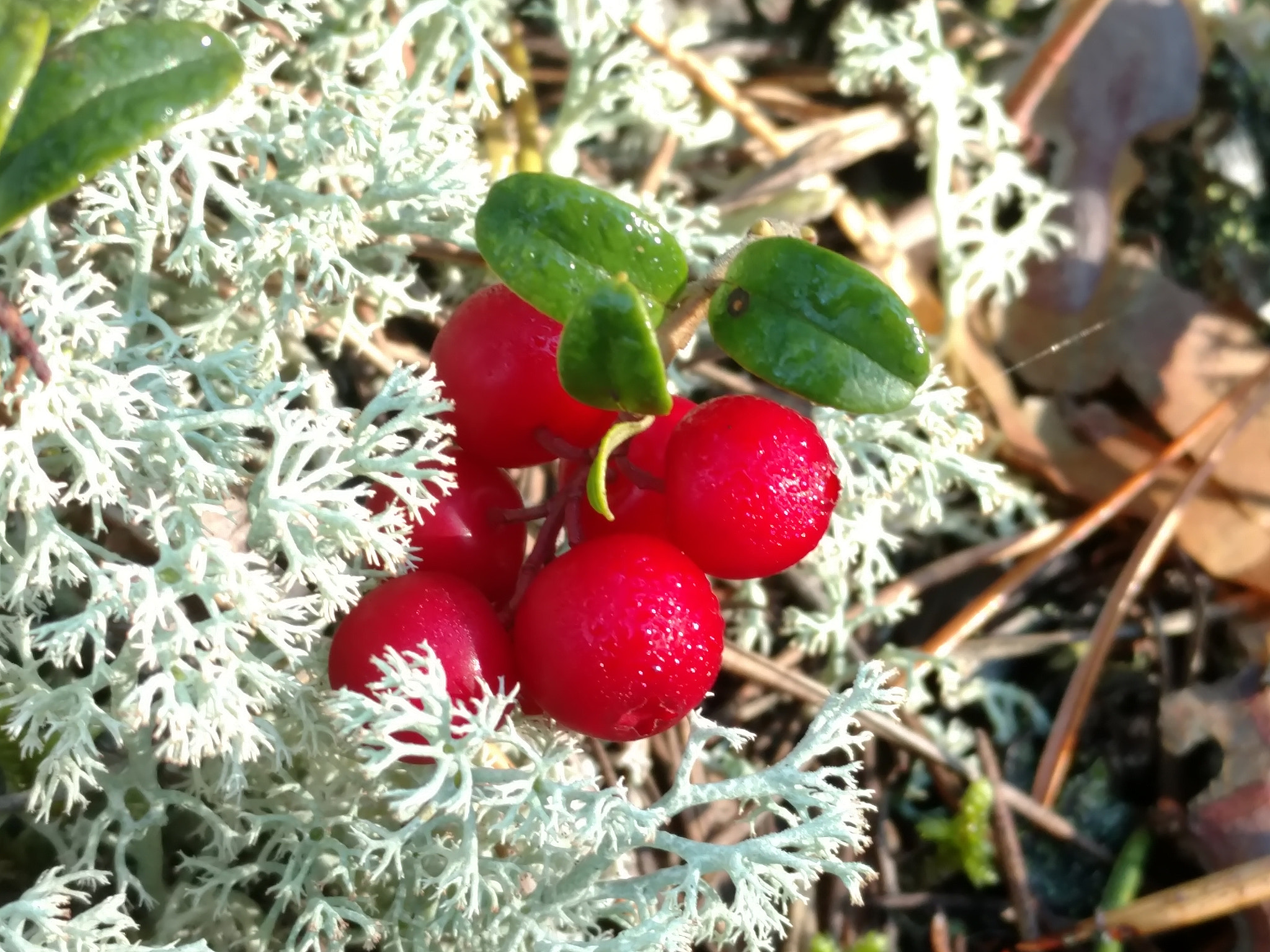 Motorola Moto X Force sample photo. Cowberry photography