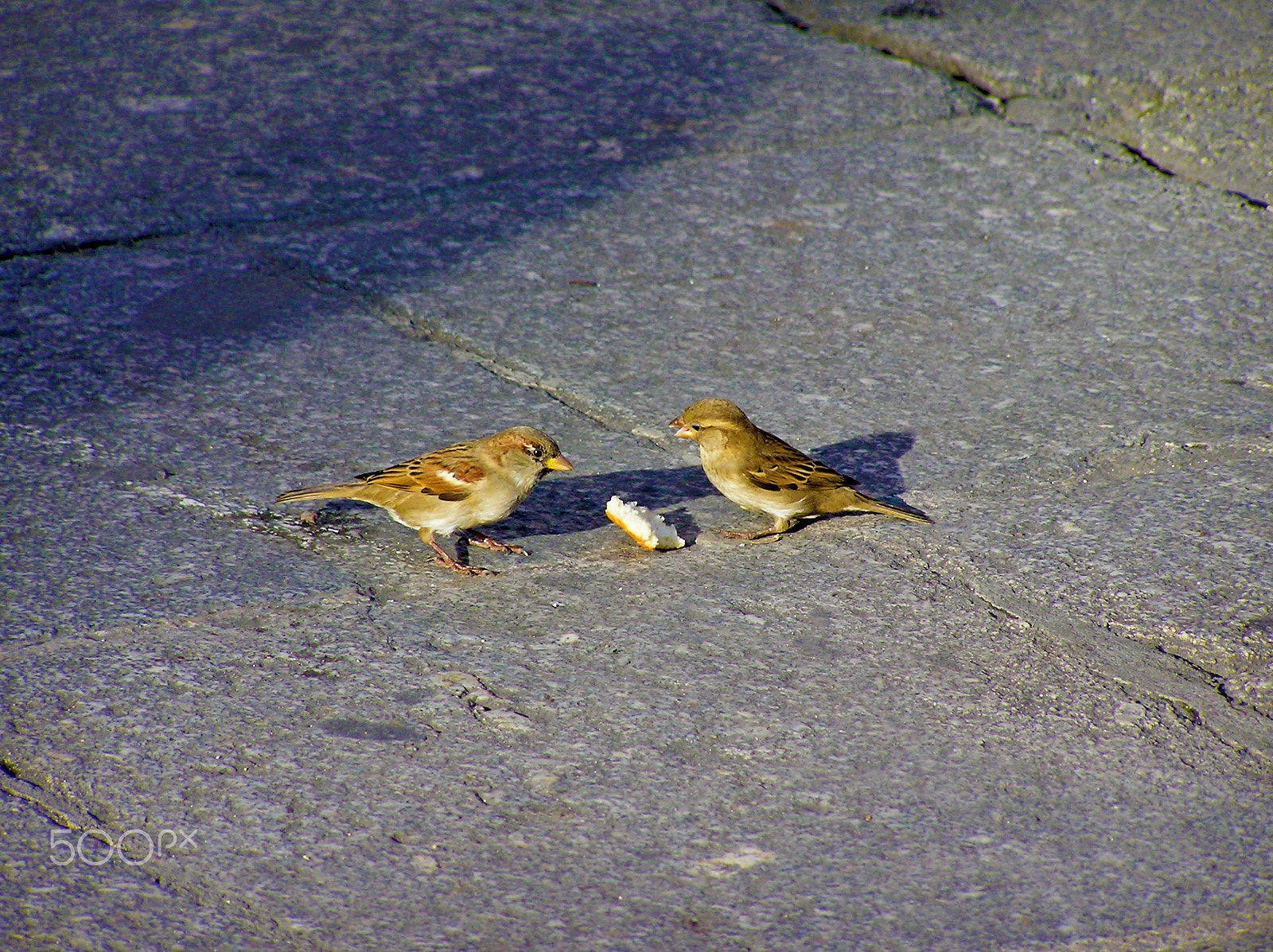 Olympus C750UZ sample photo. Sparrows in the city photography