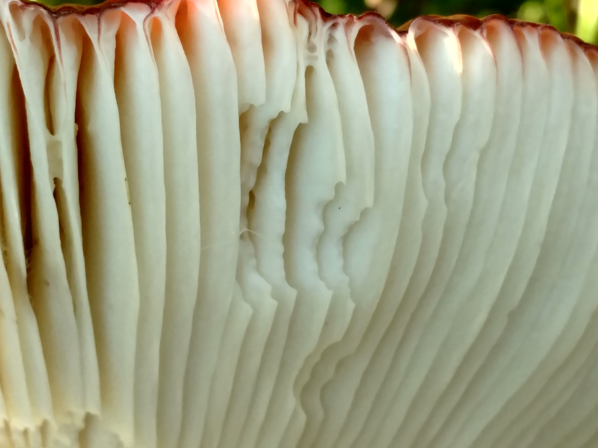 Motorola Moto X Force sample photo. Mushroom abstraction photography