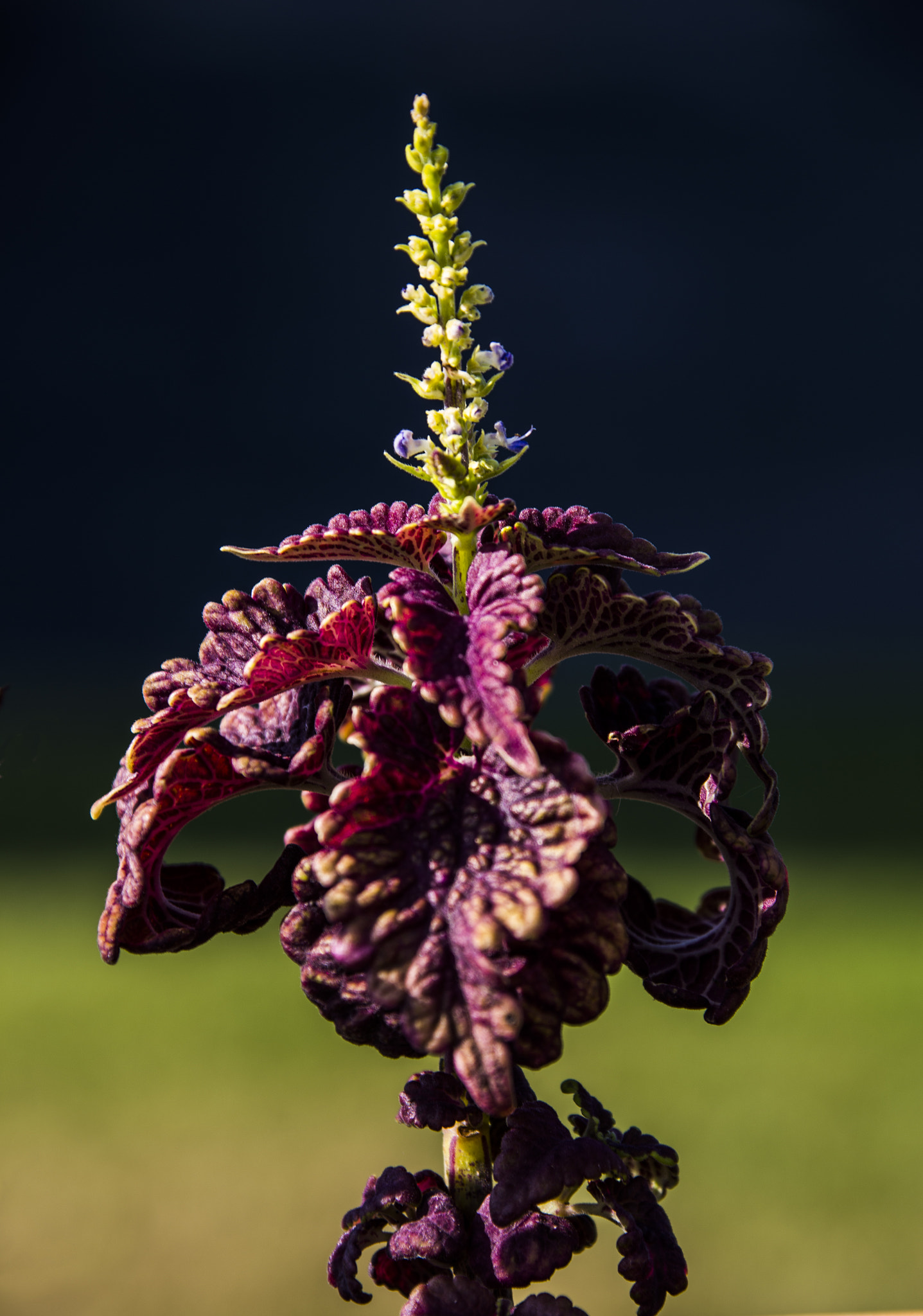 Canon EF 28-300mm F3.5-5.6L IS USM sample photo. Img photography