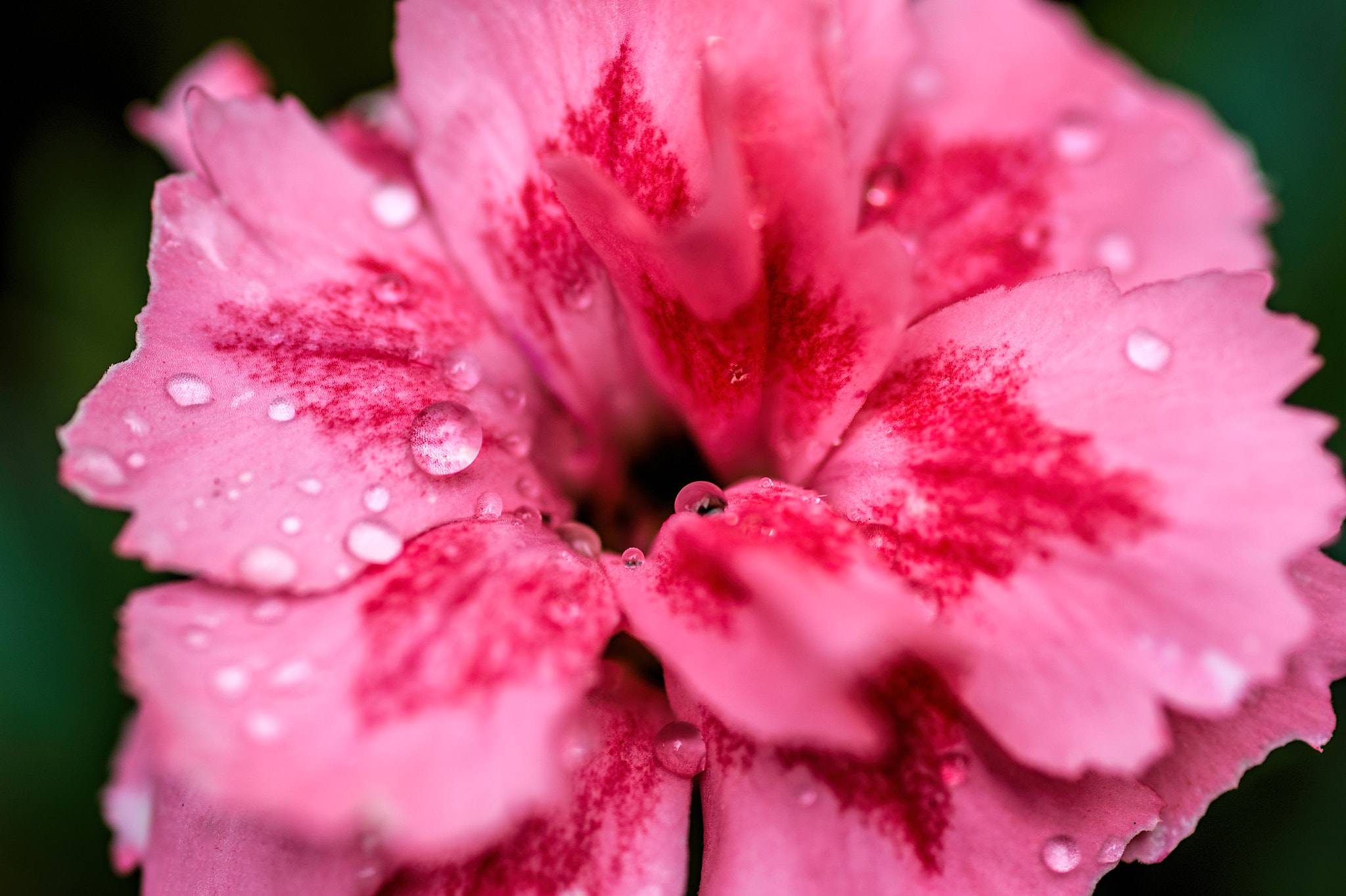 Tamron SP AF 90mm F2.8 Di Macro sample photo. Small drops photography