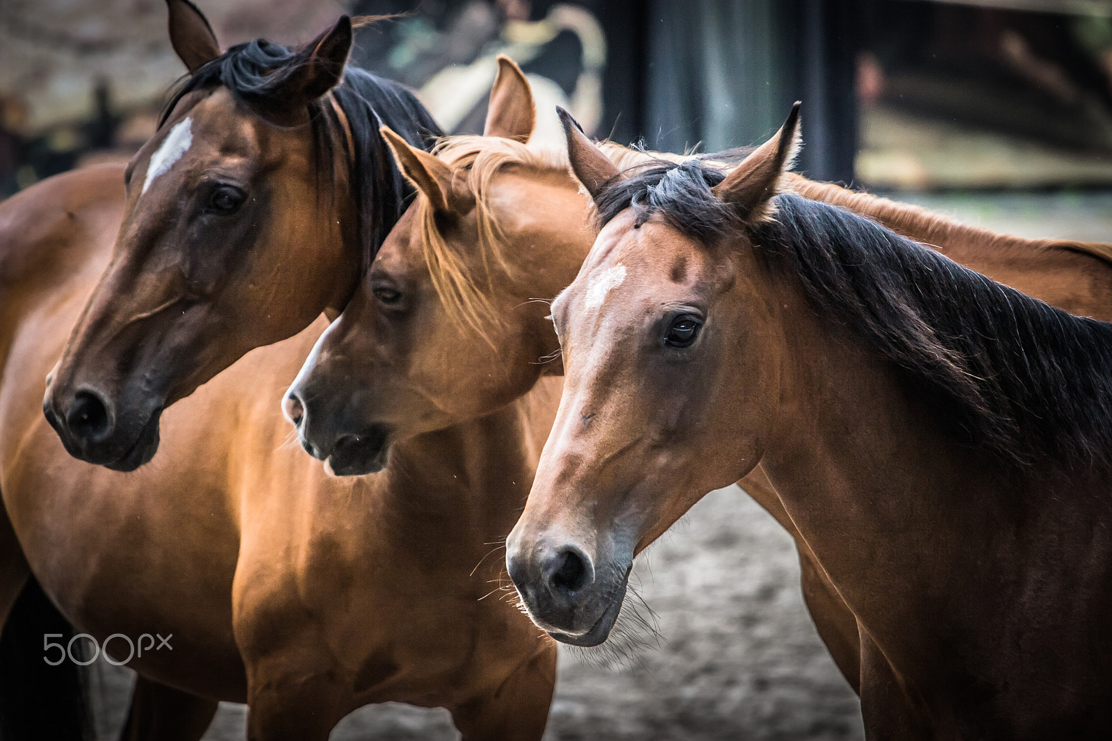 Canon EOS 30D + Canon EF 70-200mm F4L USM sample photo. Three horses photography