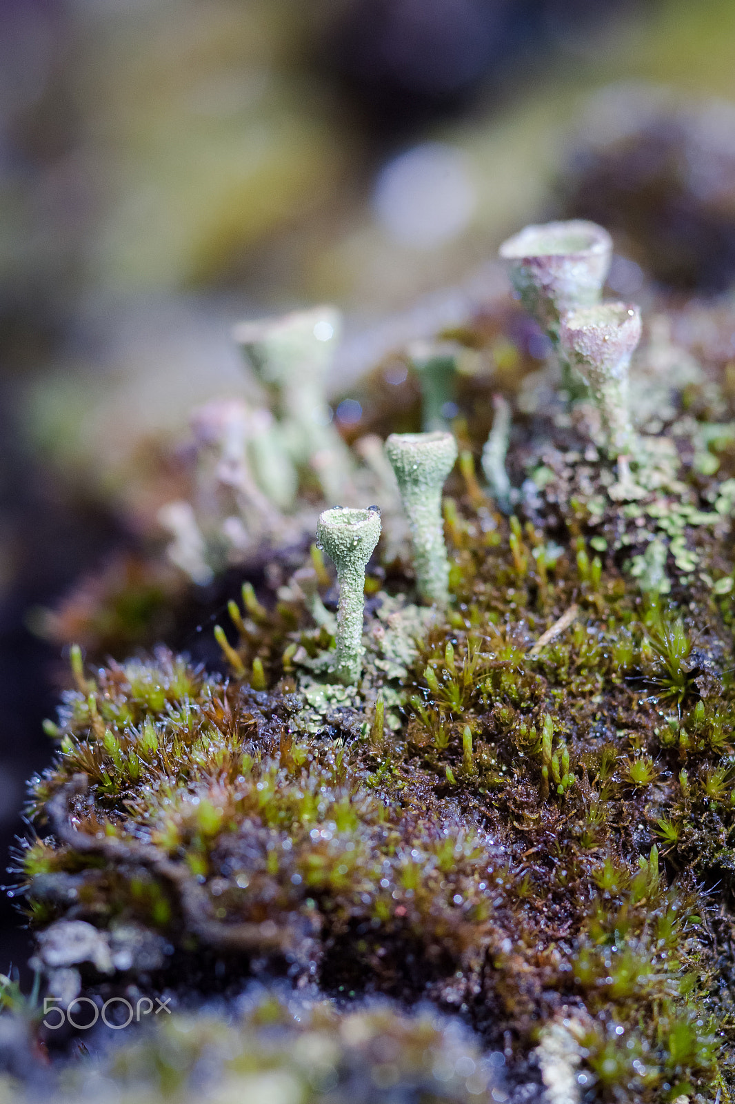 Sony Alpha DSLR-A900 + Sigma 30mm F1.4 EX DC HSM sample photo. Background of green moss and lichen family cladonia photography